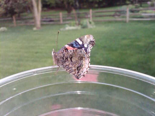 Titled: Life On The Edge. A butterfly landed on the edge of my drinking glass one day. Truly an honor!