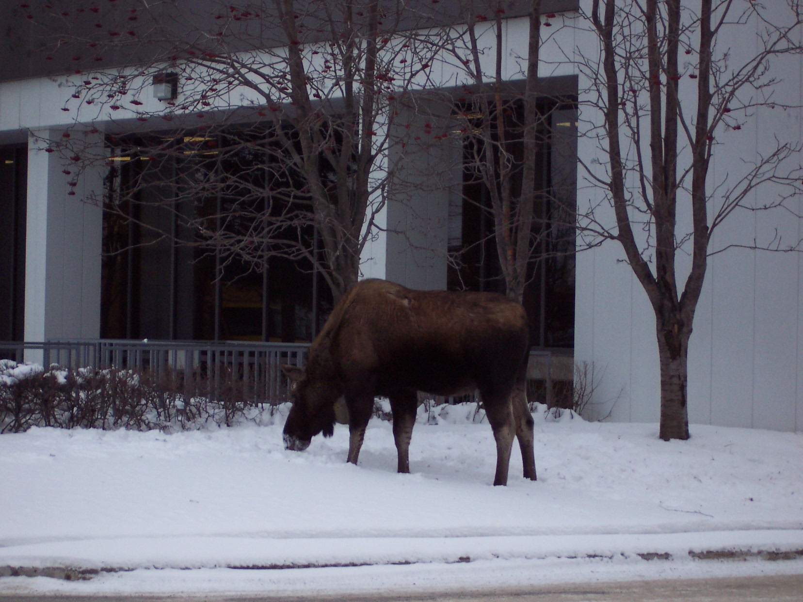 Anchorage, Alaska Moose in front of the Wells Fargo Bank Building.