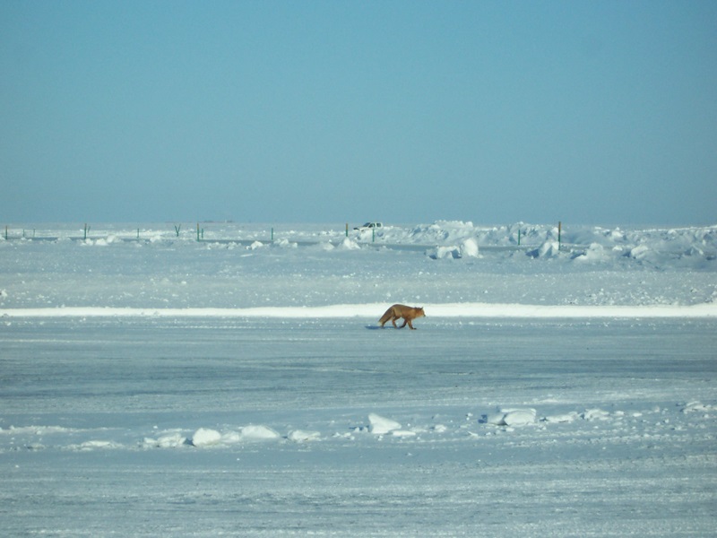 Arctic Fox, North Slope, Alaska