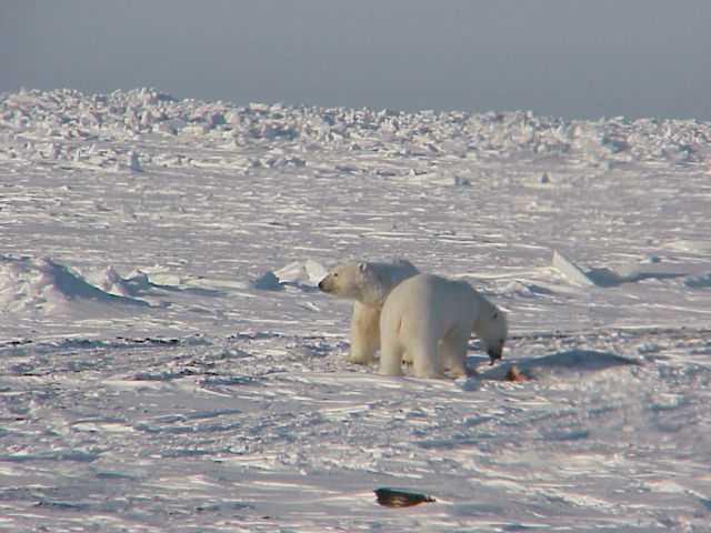 Kaktovik, Alaska