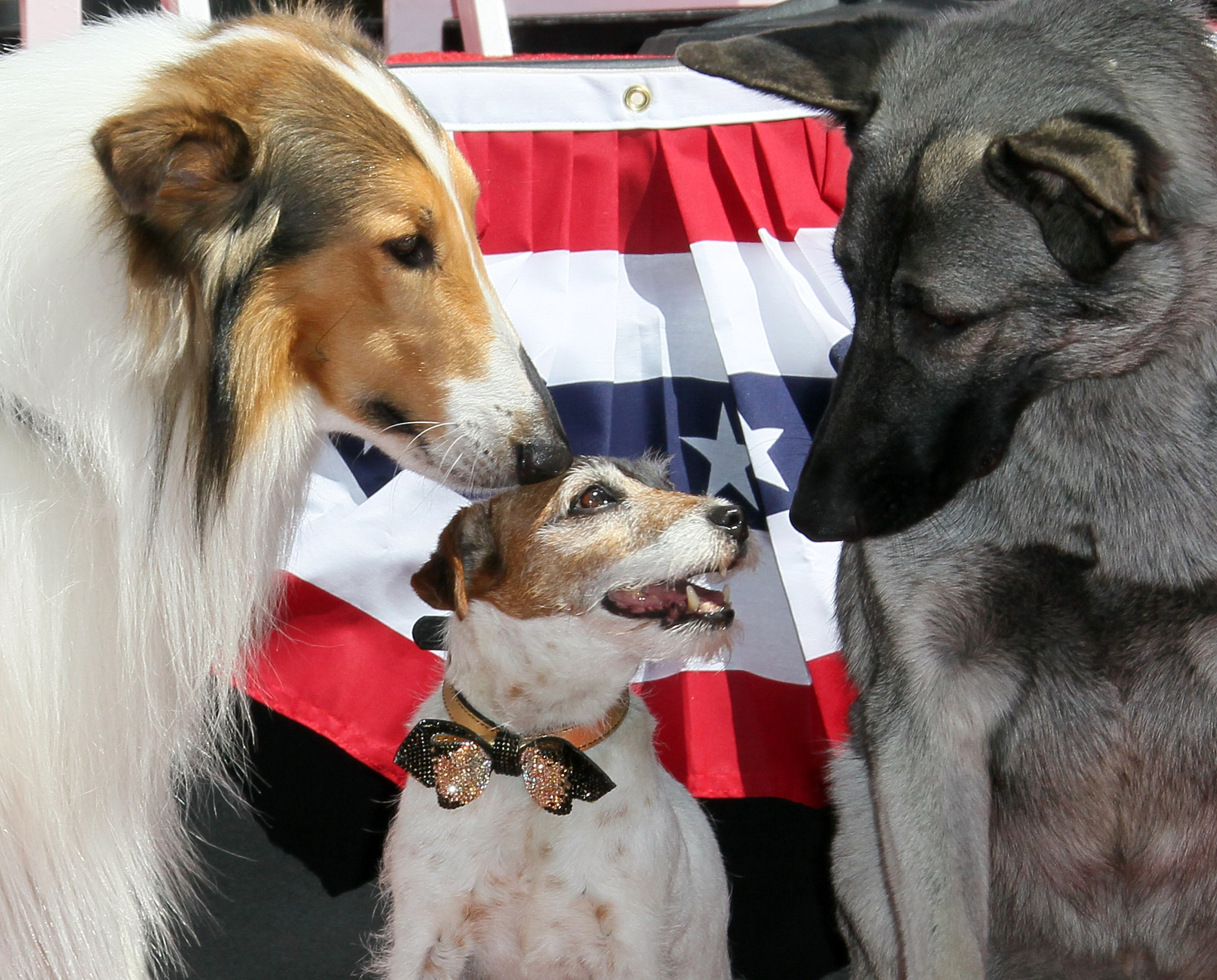 Lassie, Rin Tin Tin II and Uggie at event of Artistas (2011)