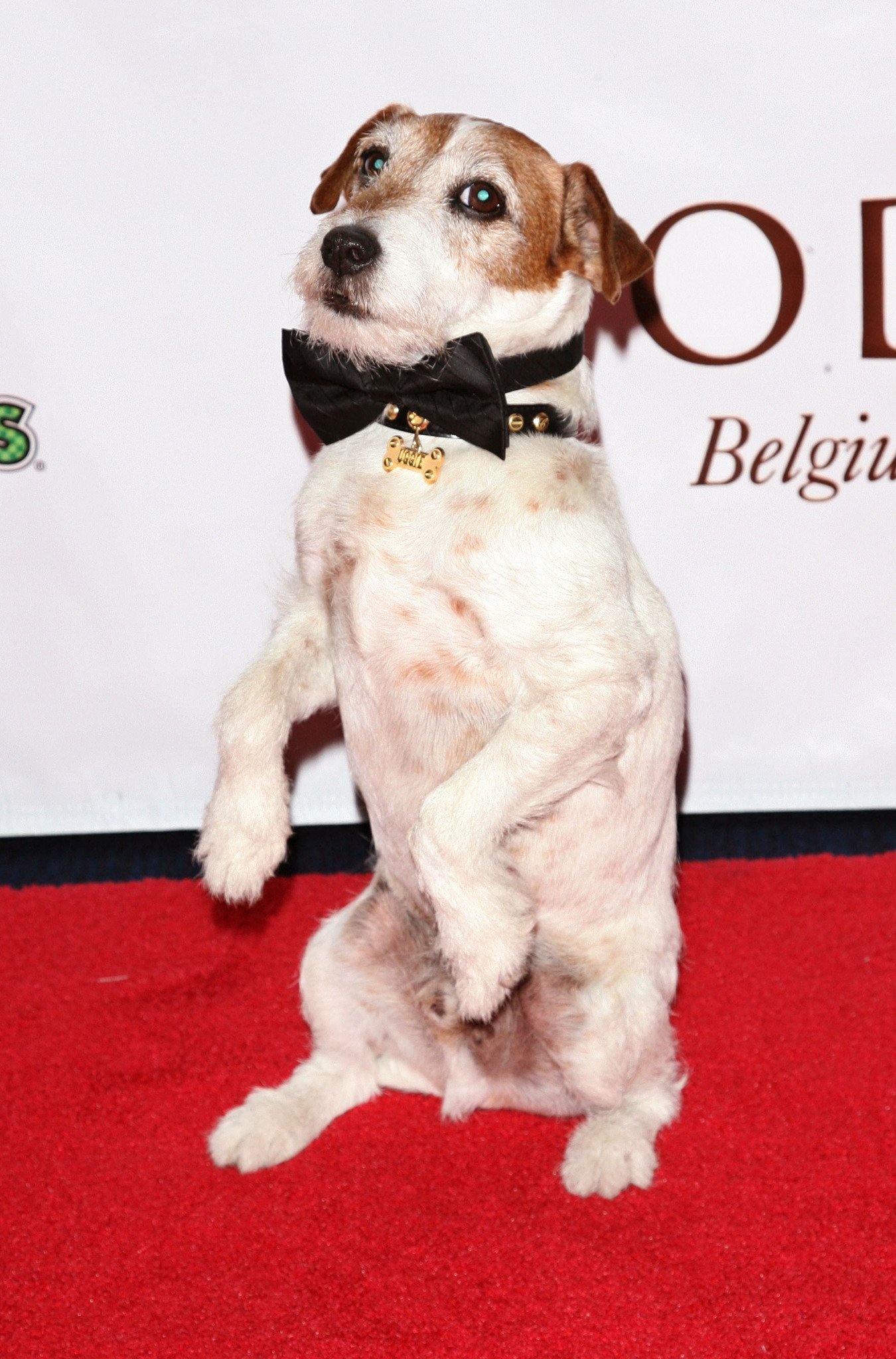 Uggie