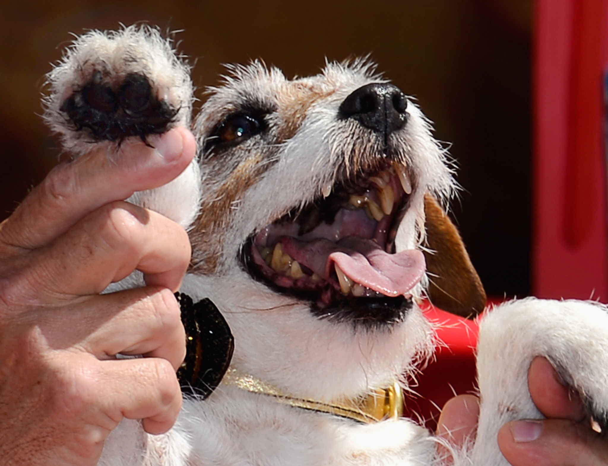 Omar Von Muller and Uggie at event of Artistas (2011)