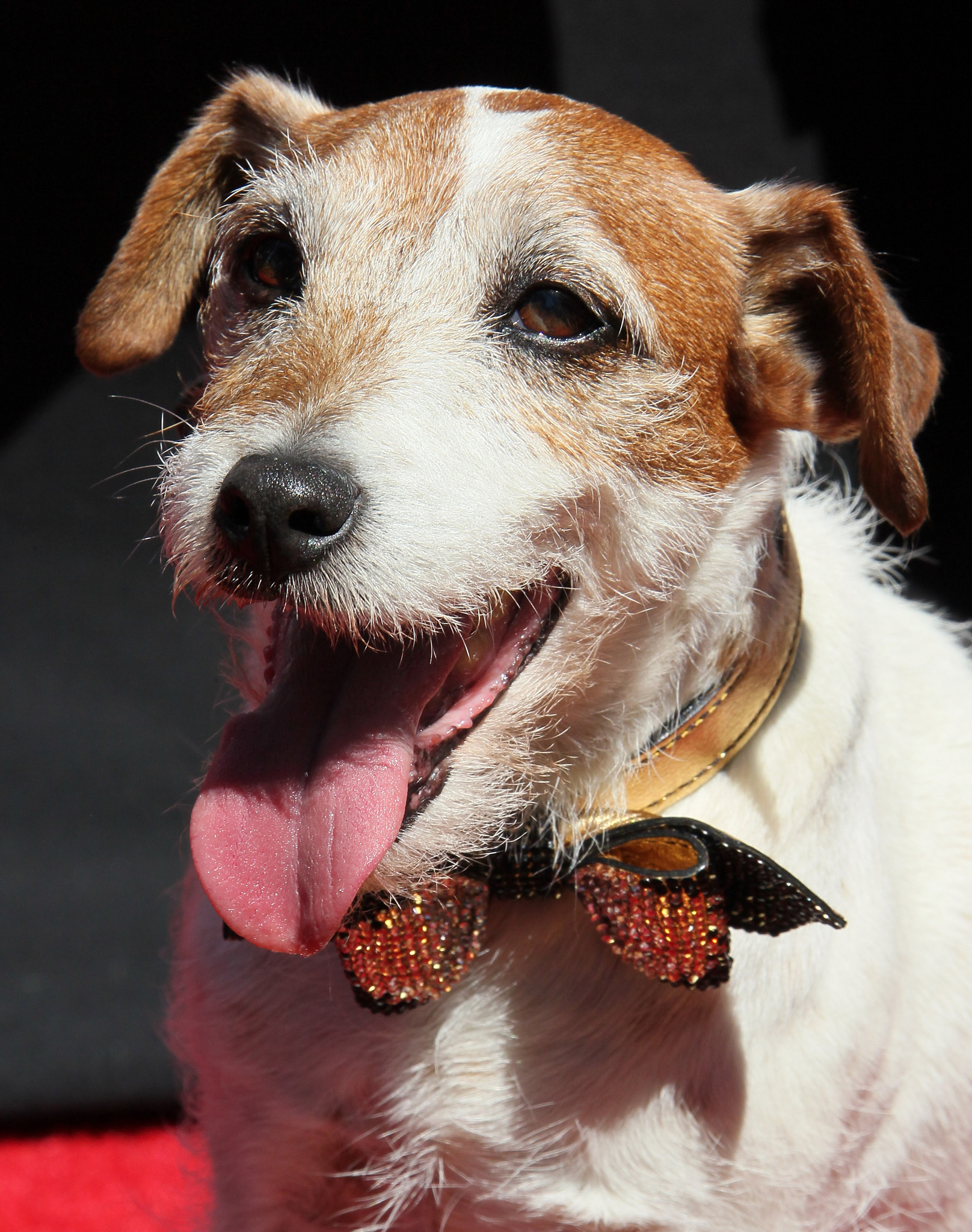 Uggie at event of Artistas (2011)