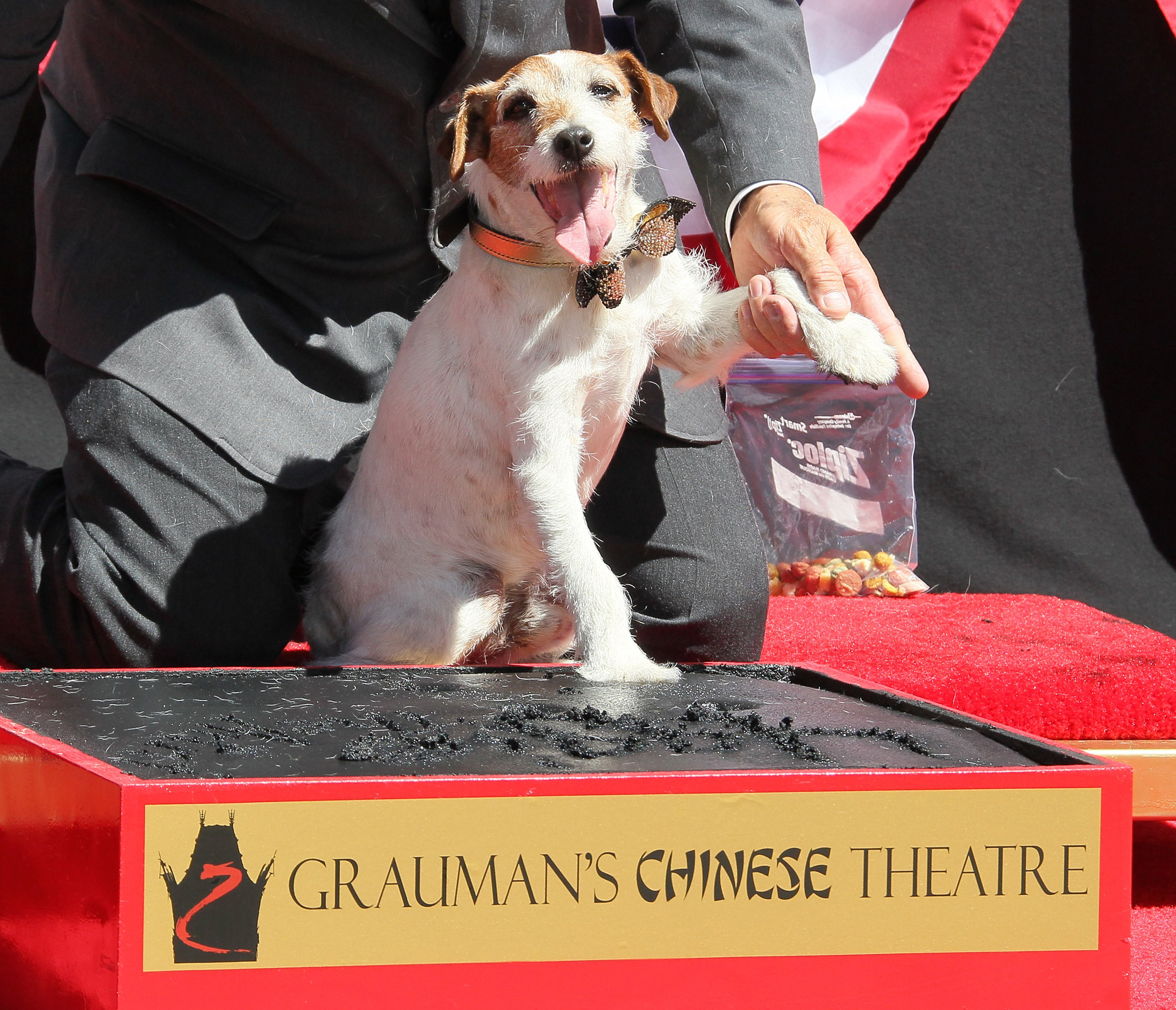 Uggie at event of Artistas (2011)