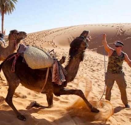 Camels out of control in Morocco