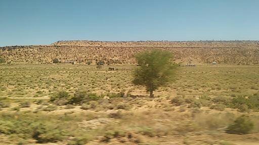 This photo reminds me of the Bible. The tree of life will grow on... (a real tree in the middle of the desert)