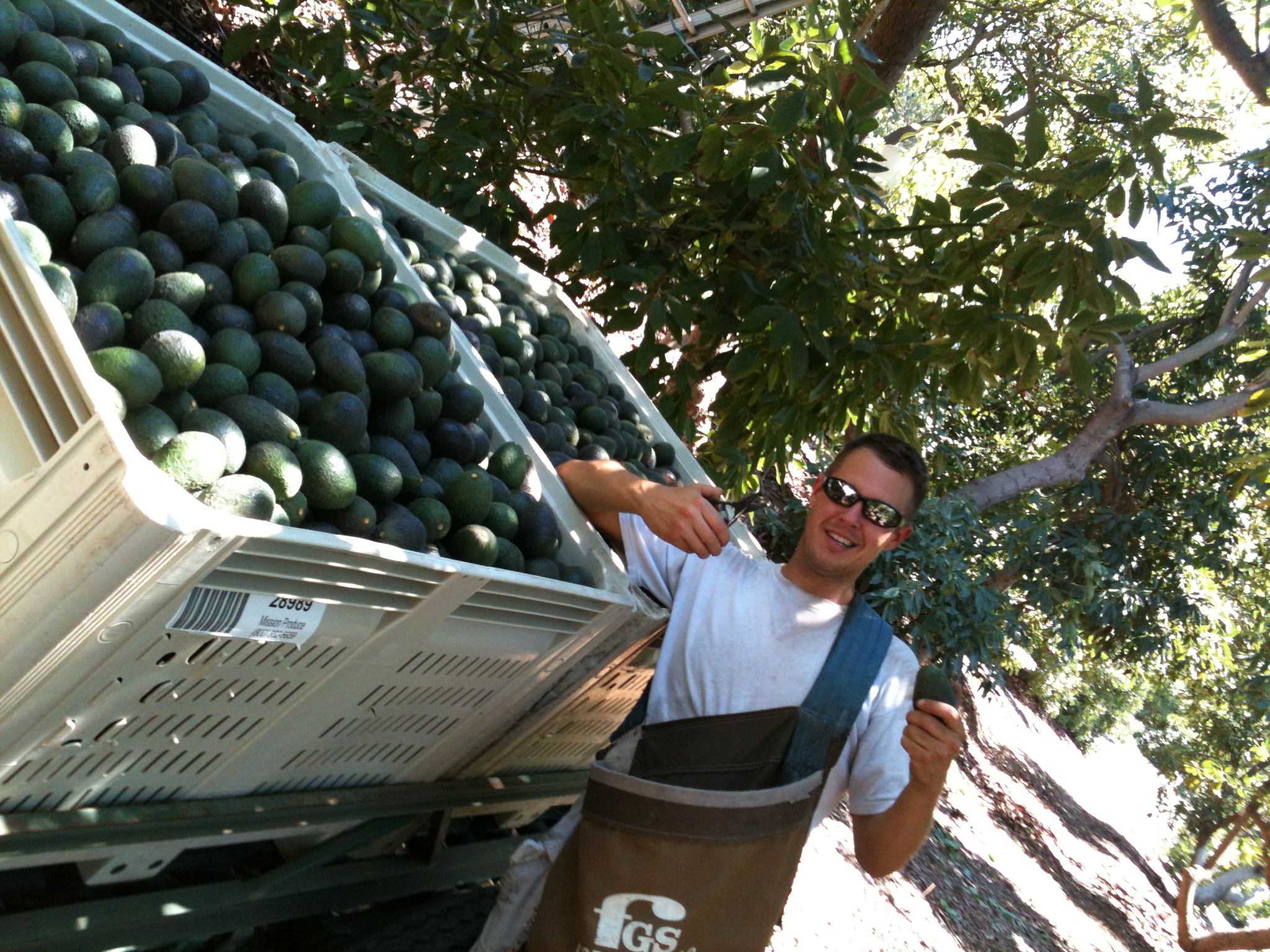 California Avocado Pickin for $ in between acting gigs - 2012