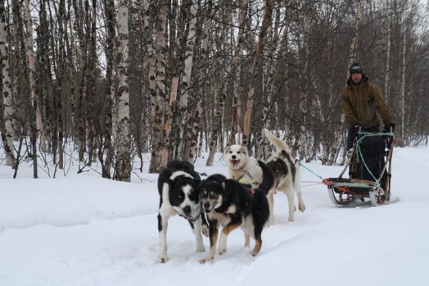 Stani Groeneweg. Dog sledding. Bringing in supplies for a remote location TV shoot