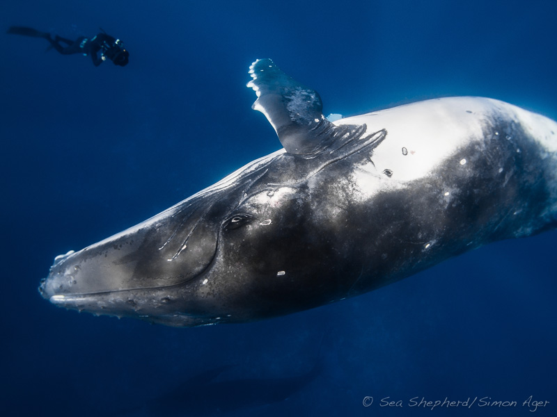 Paul Wildman filming Humpback Whales in Tonga for Sea Shepherd Campaign 