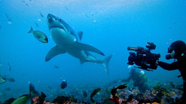 Paul Wildman, Andy Brandy Casagrandy IV filming Great White Sharks - Gansbaai South Africa