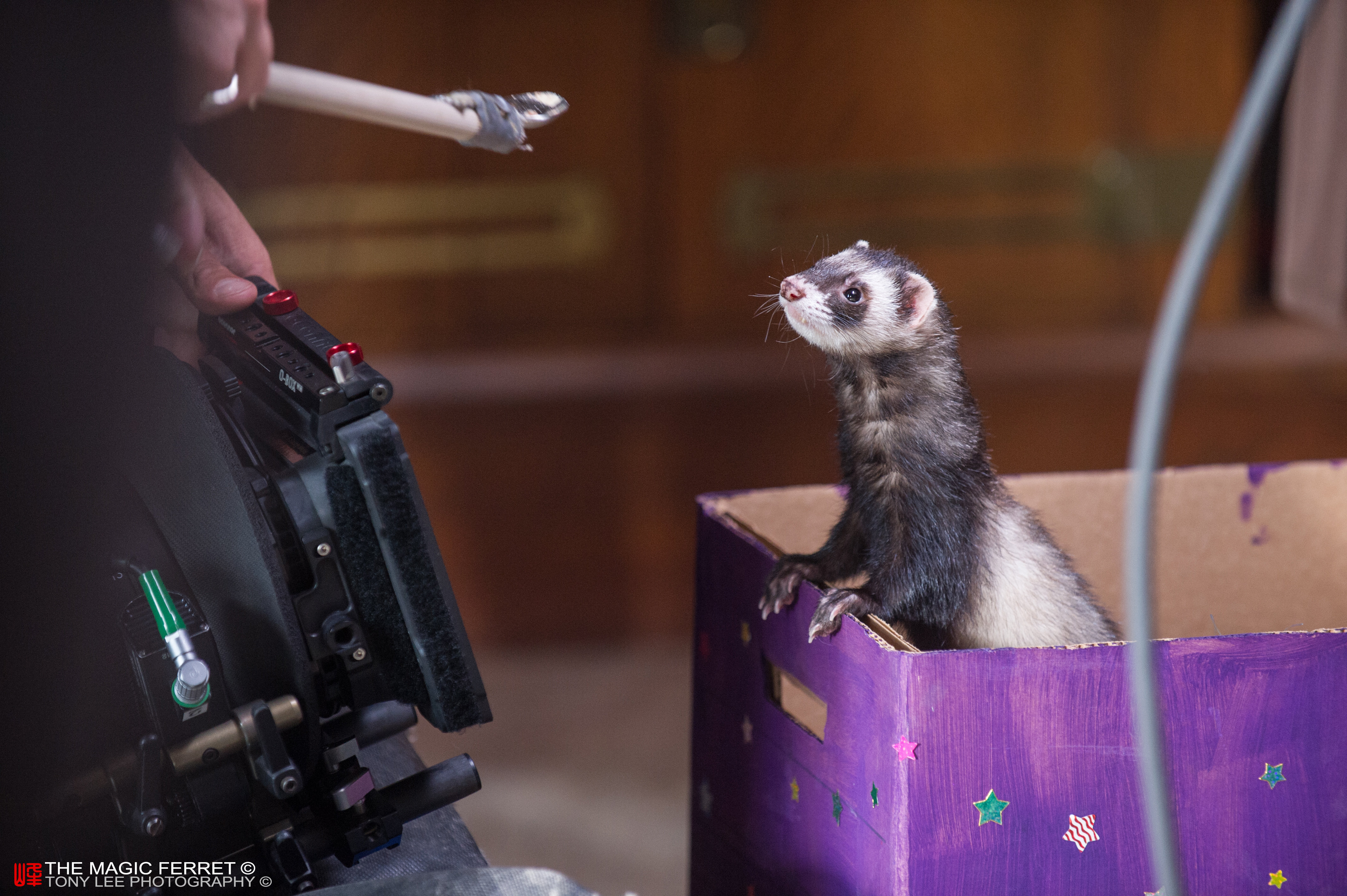 Still of Falcor the Ferret in The Magic Ferret.