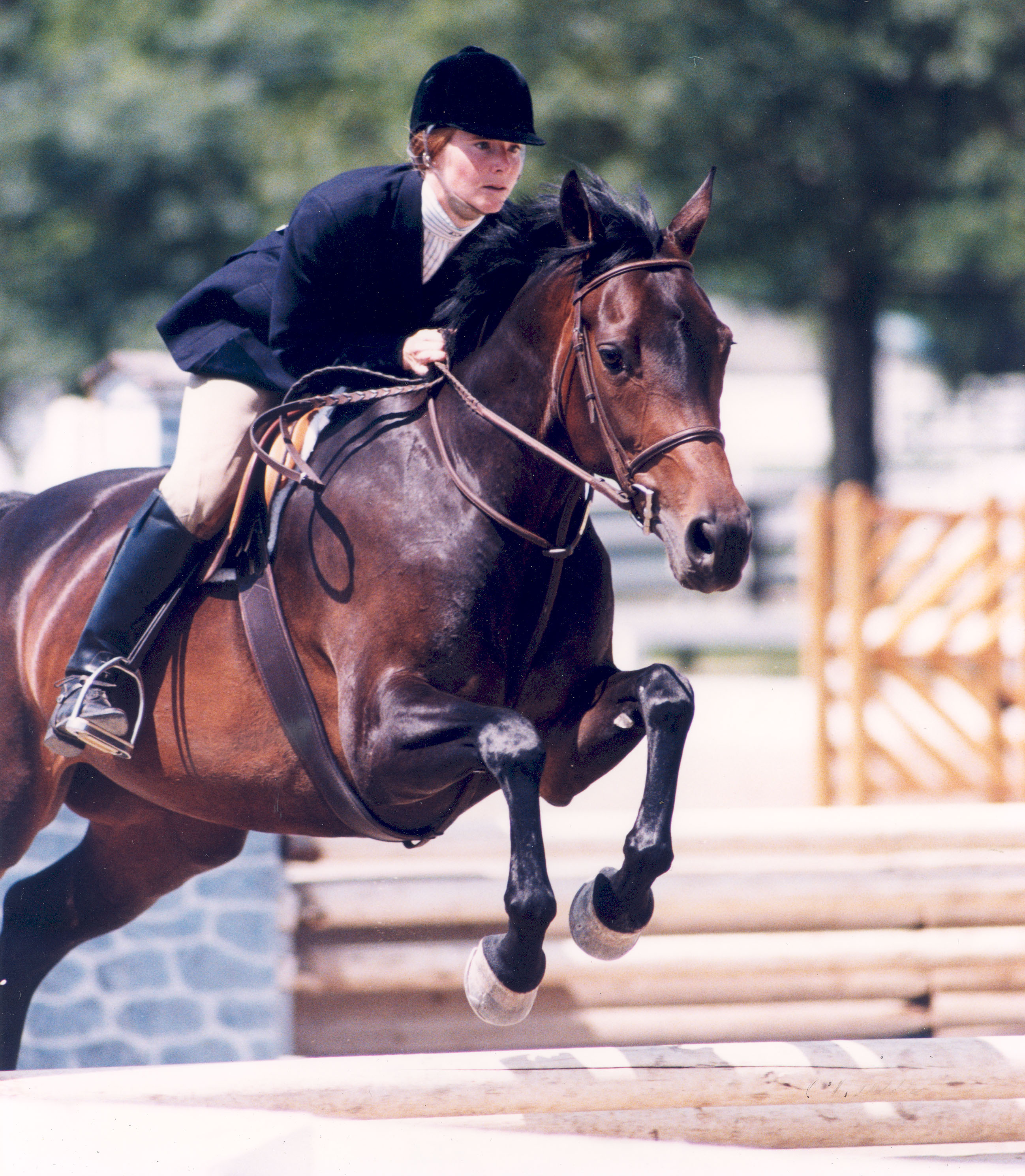 Hunter/Jumper Equestrian