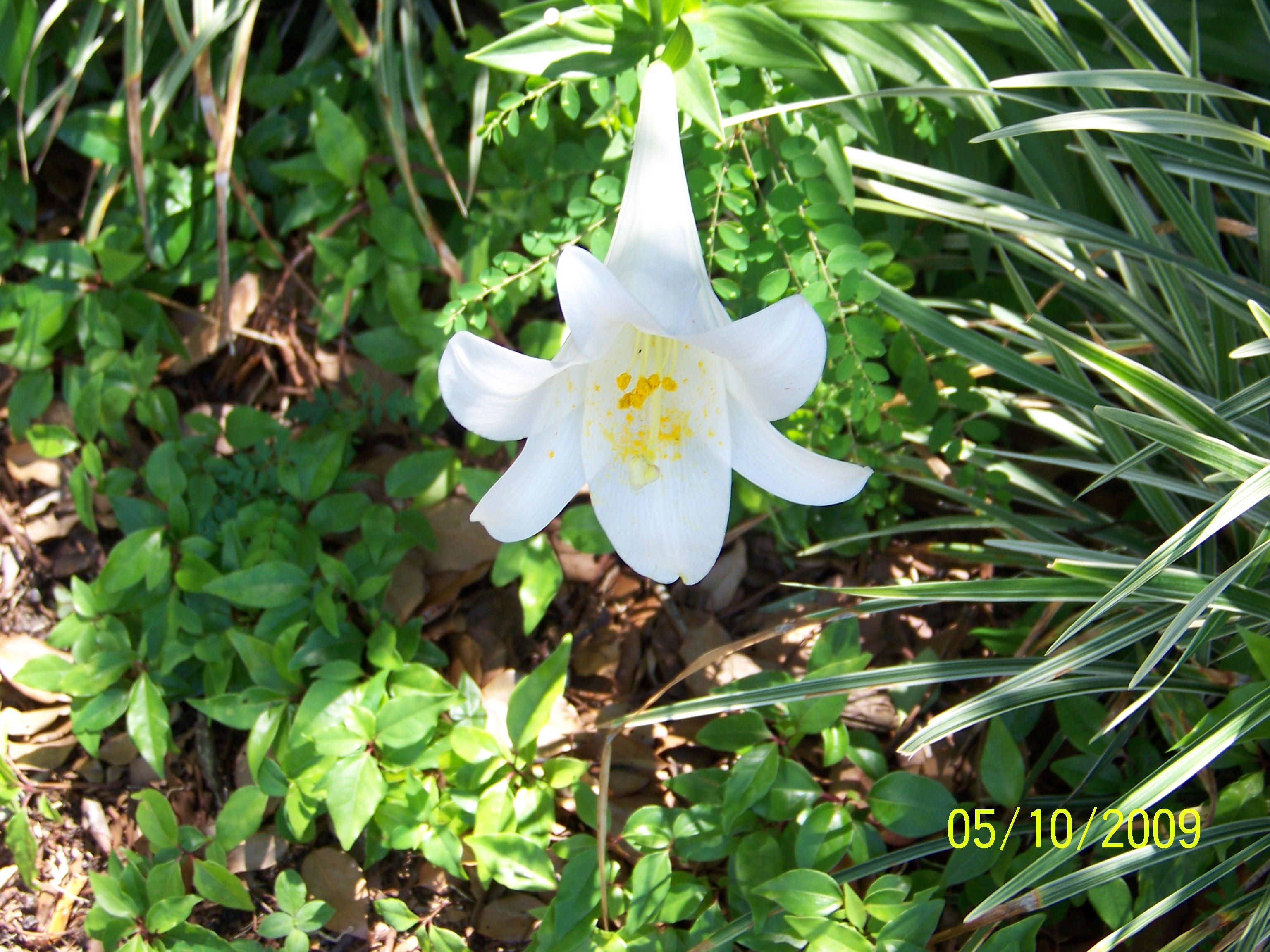 Our Easter Lily that renews each spring and reminds us Mom & Dad who are now angels above us, are always nearby.