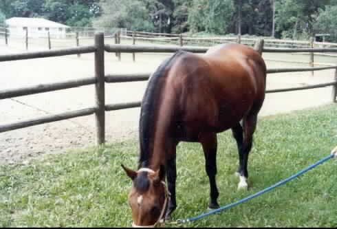 My Valory who was our forever family friend for 23 years grazing in IL.
