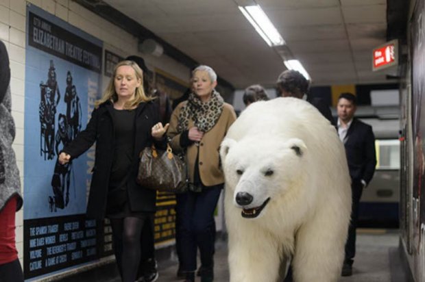 Polar bear in London