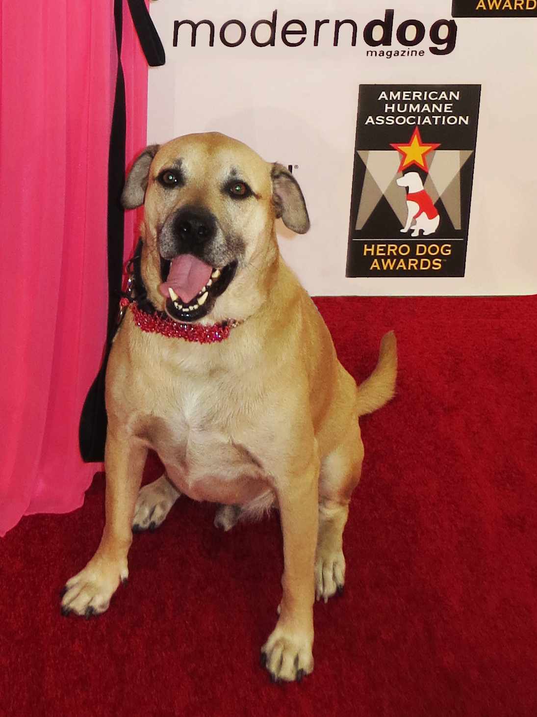 Super Smiley is the National Spokes-Dog for the American Humane Association Hero Dog Awards. Pictured here at the 2013 Hero Dog Awards in Beverly Hills.
