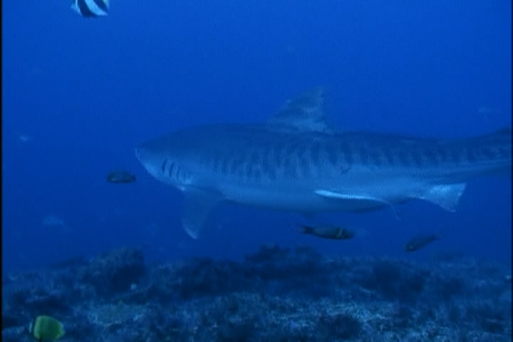 My Shark, quietly Munching Photo from Dr. John Goodreds