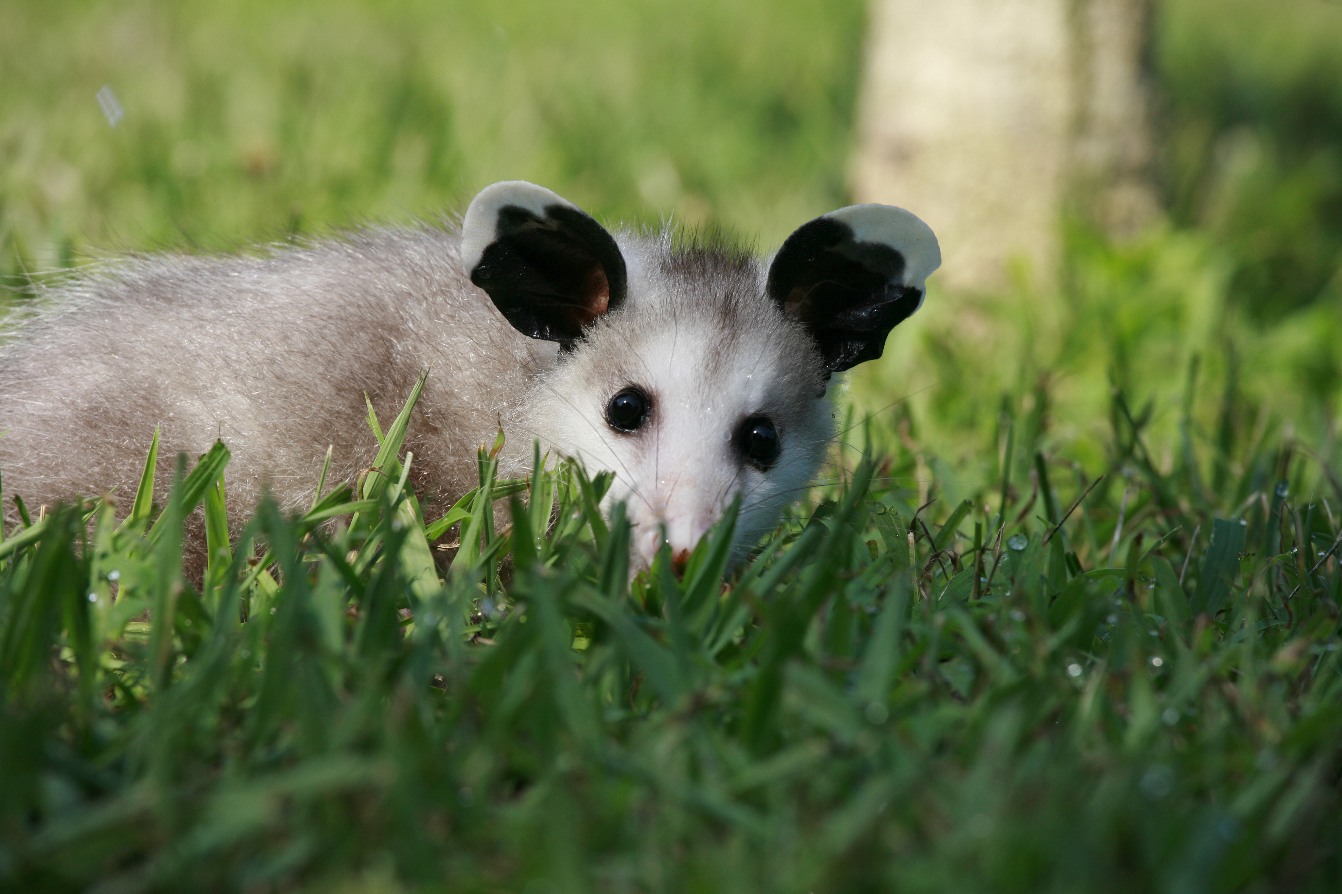 Young Button the Virginia Opossum posing before his cameo for the documentary Goose Pond: The Story of a Wetland & Its Neighbors...winner of two 2012 Bronze Telly Awards