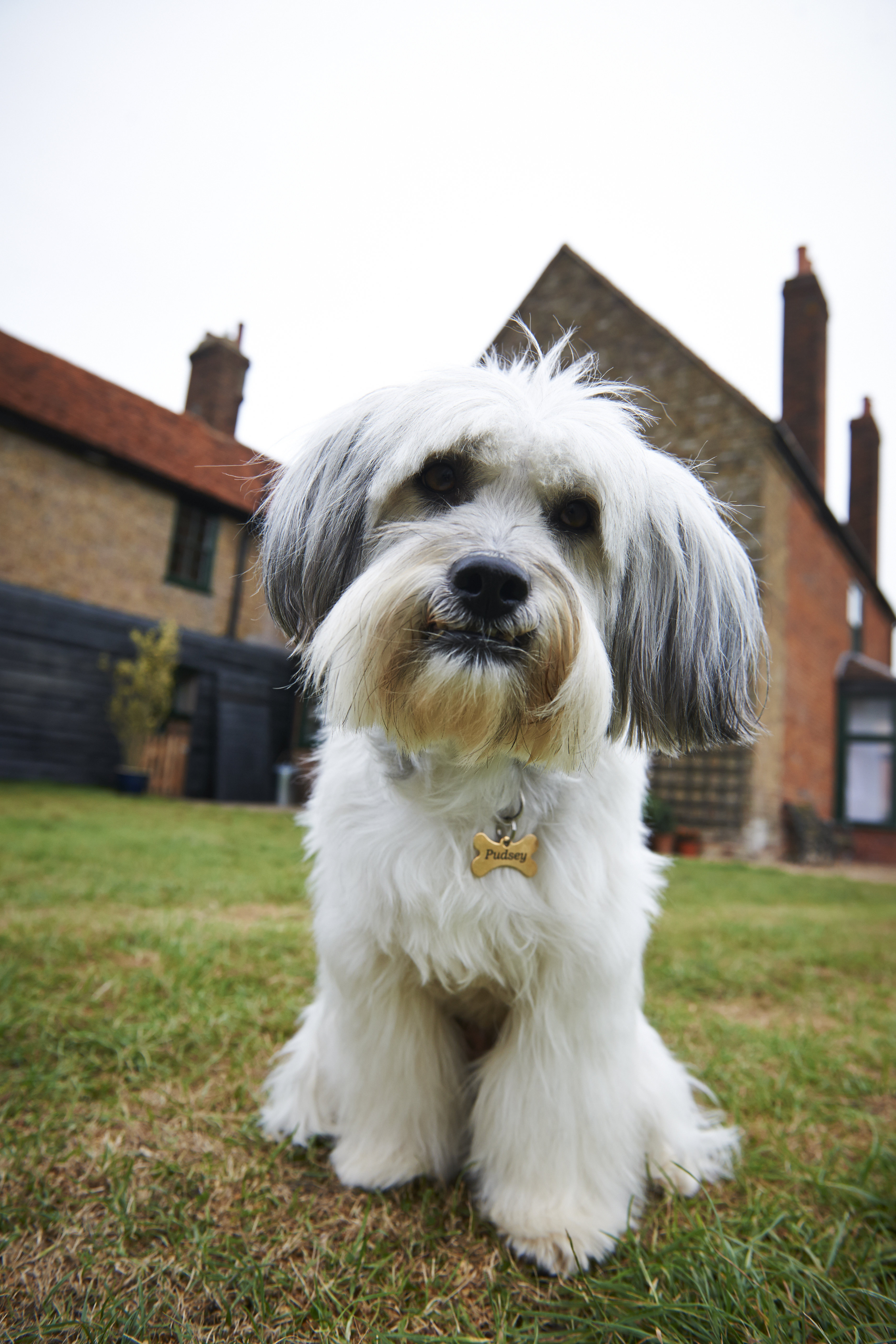 Still of Pudsey in Pudsey the Dog: The Movie (2014)