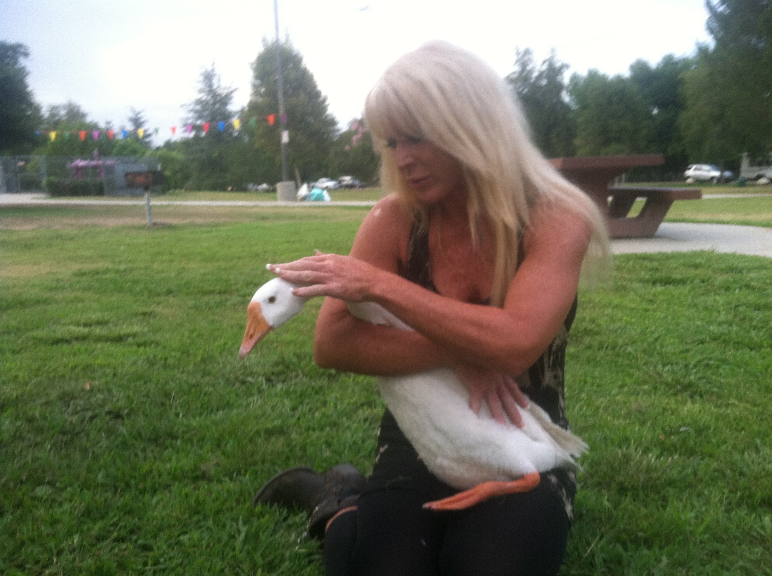 KT Hart and Goose, 
