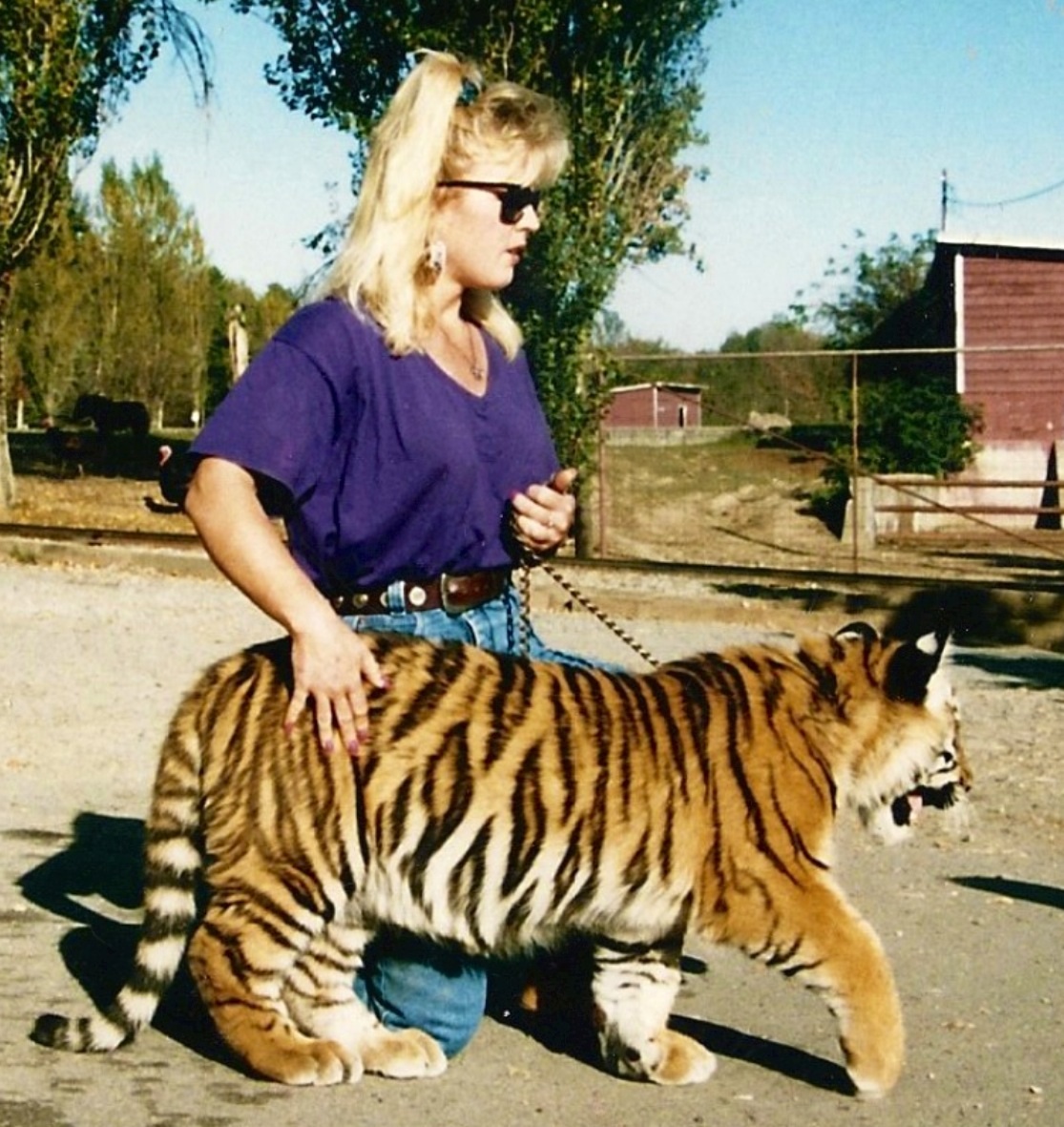 Siberian Tiger baby, Bombay & KT