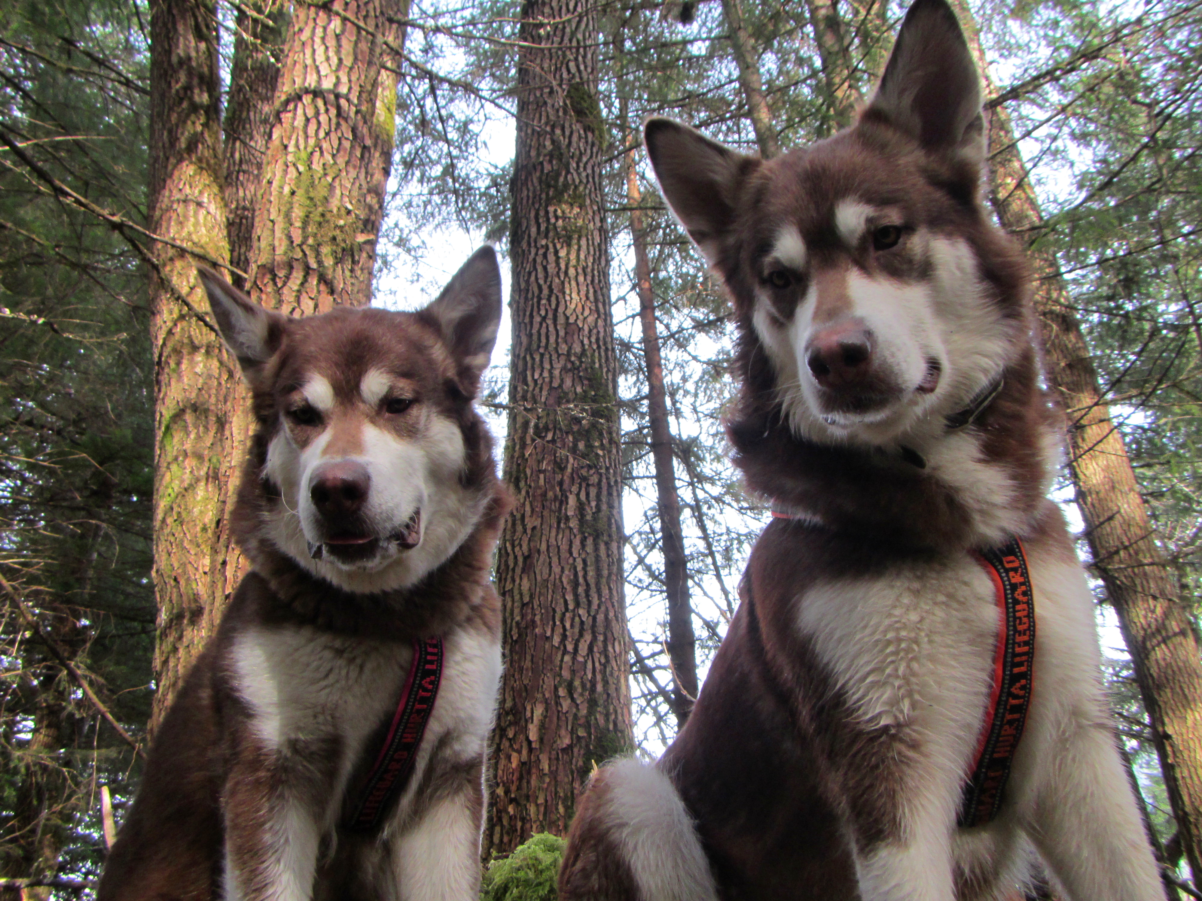 Skadi and Freya at Montana Creek with Russell Josh Peterson thank you for your kindness, support and for clicking 