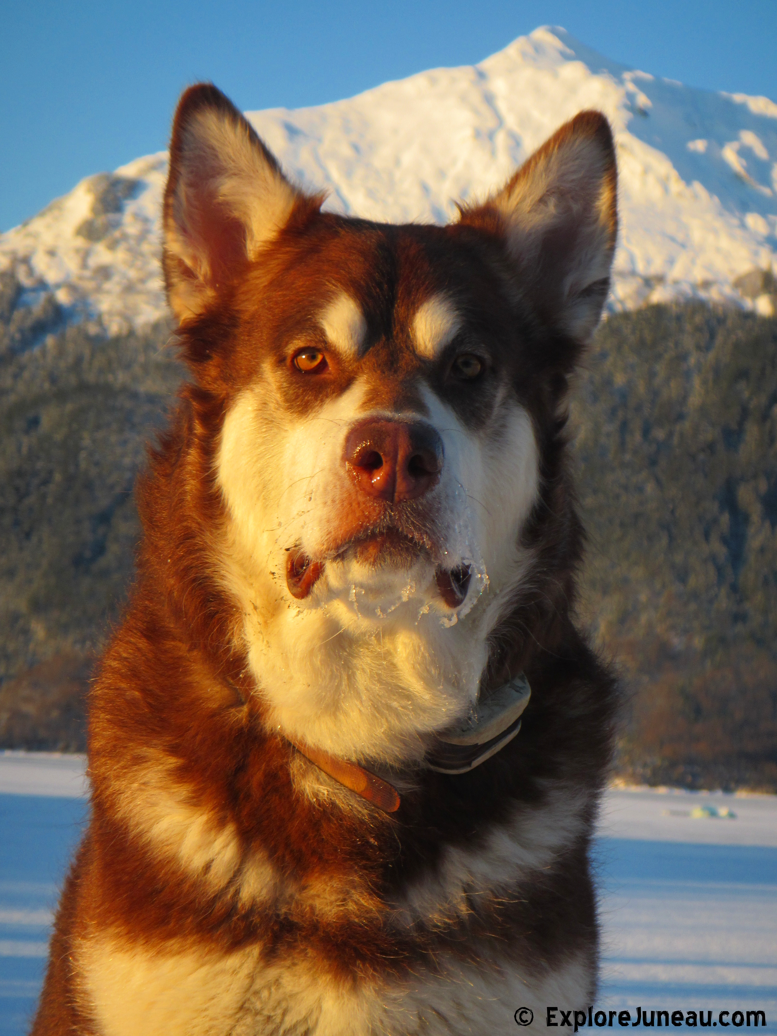 Skadi : Giant Red Alaskan Malamute : 