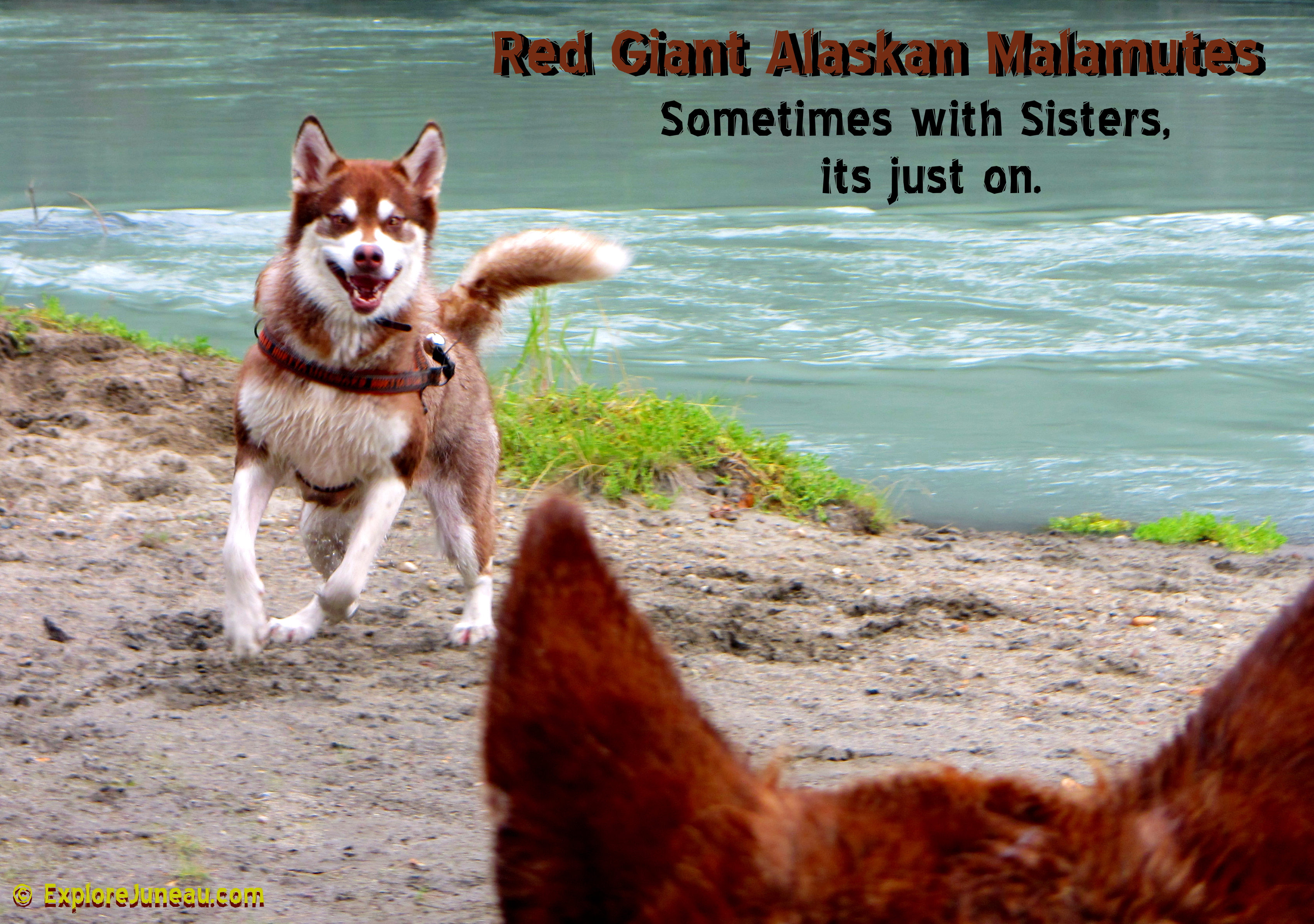Red Giant Alaskan Malamutes : Sometimes with Sisters, its just on. Skadi appears in 