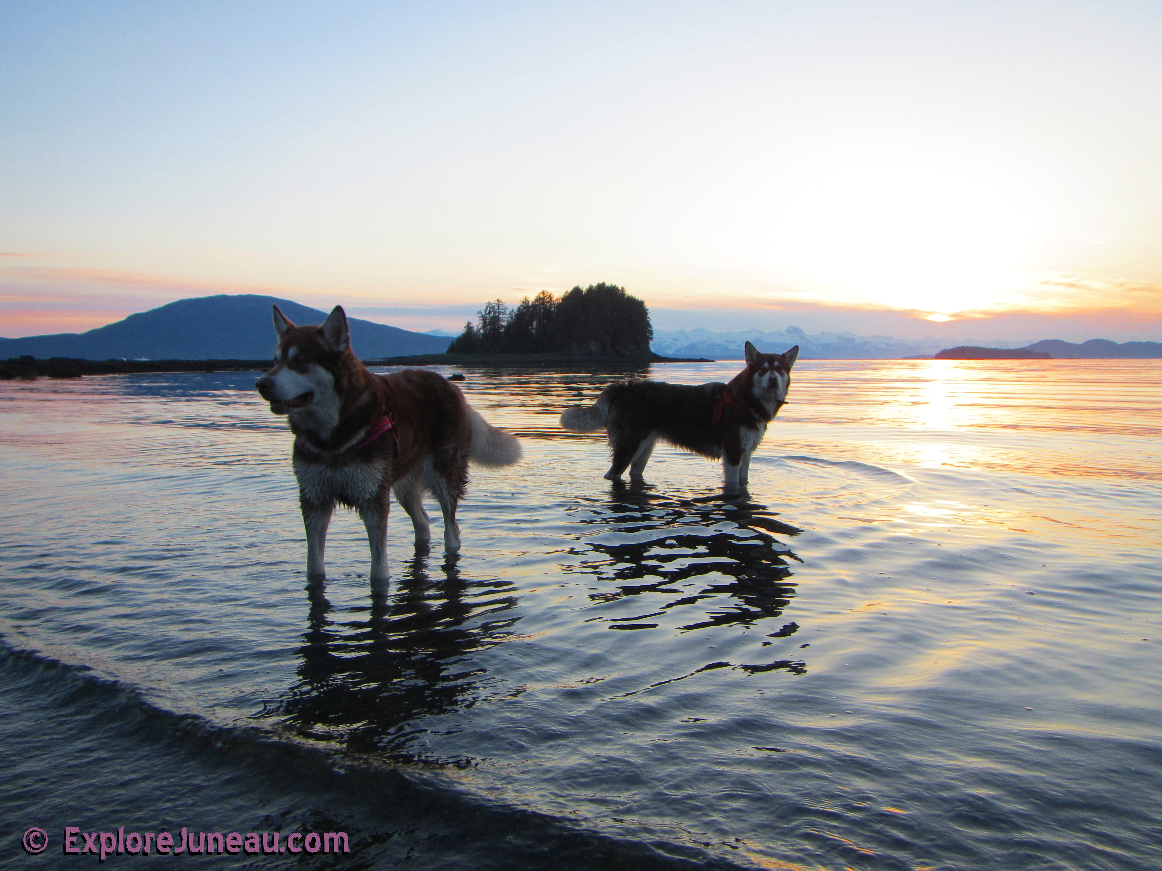Skadi & Freya : 18 Months and 130lbs : Giant Red Alaskan Malamute : 
