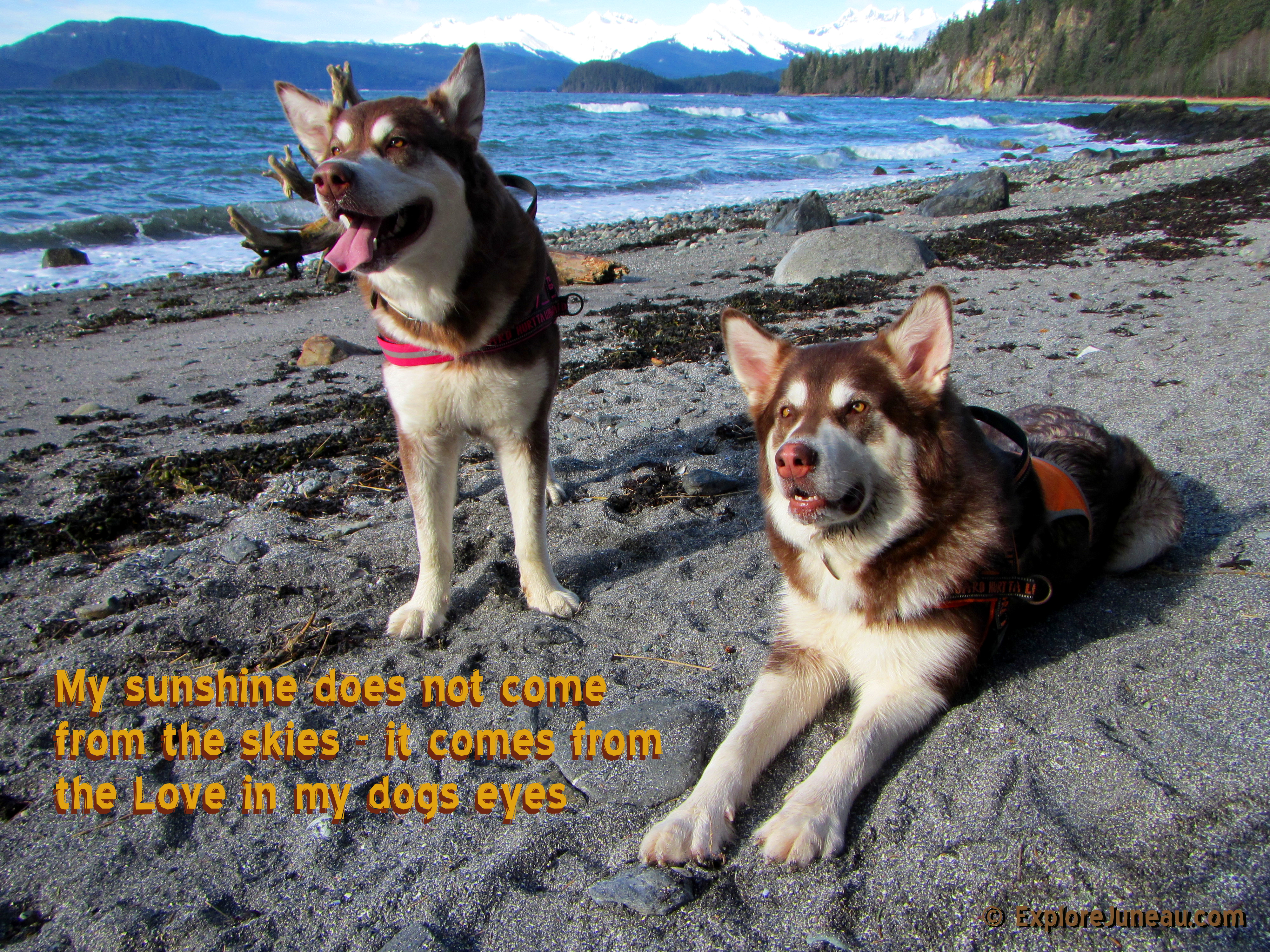 My sunshine does not come from the skies - it comes from the love in my dogs eyes :: Please Visit Skadi's page http://imdb.me/skadi :: Thank you for clicking Like, and your support~!