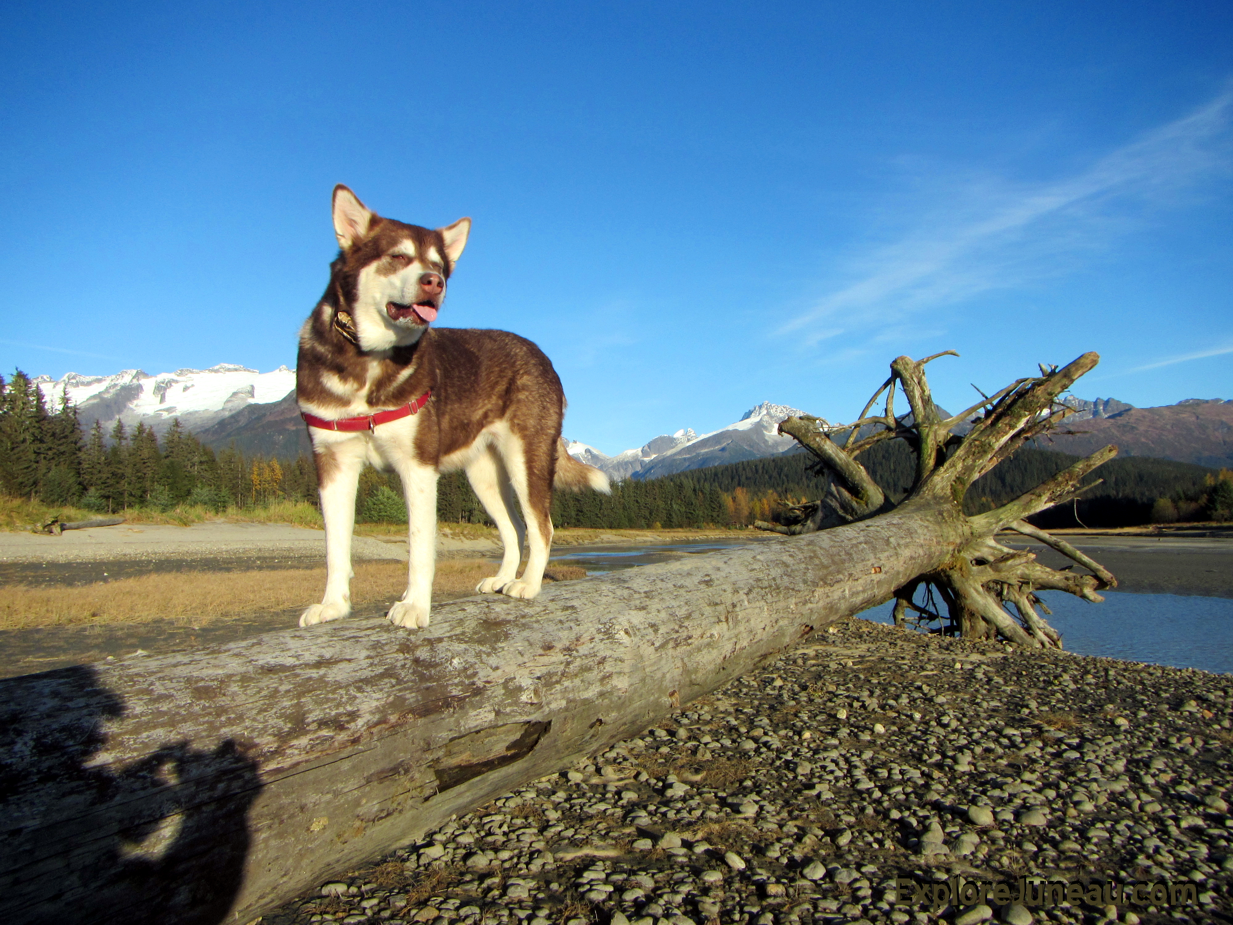 Freya - Eagle Beach Juneau Alaska 2015 Thank you for your Kindness and Support. Please click 