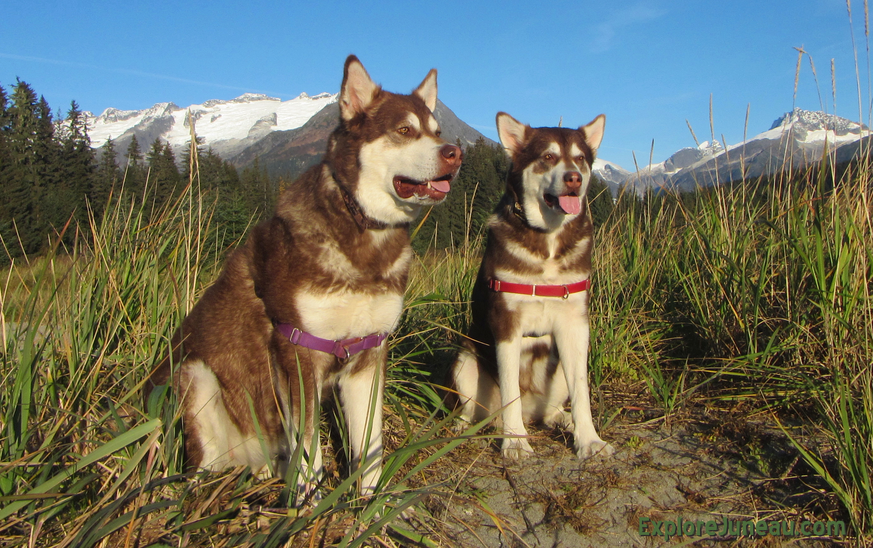 Skadi and Freya with Russell josh Peterson Eagle Beach Juneau Alaska. Thank you for your Kindness and Support. Please click 
