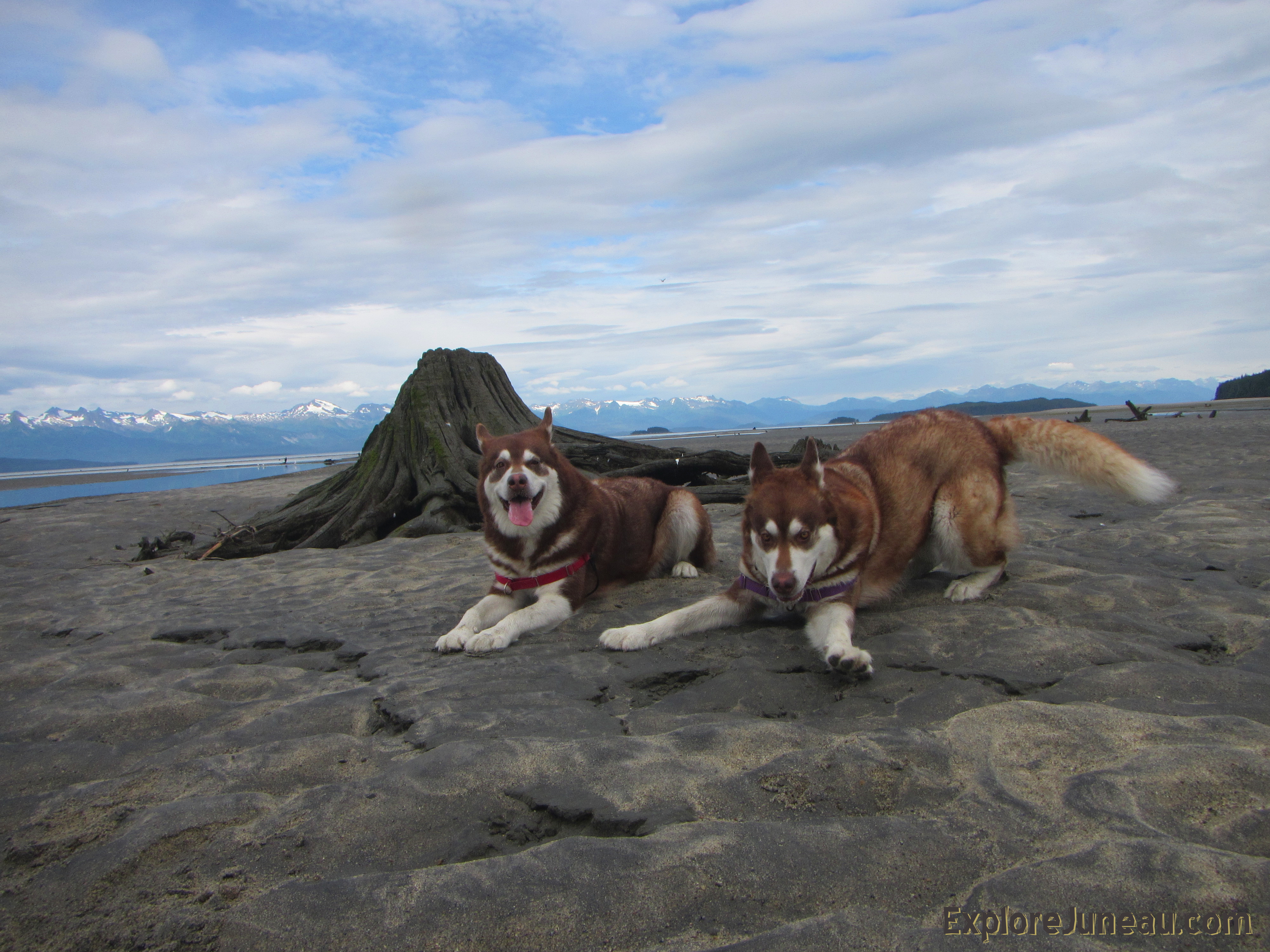 We All Have That One Special Friend, or Two. Skadi & Freya with Russell Josh Peterson ~ Eagle Beach Juneau Alaska Thank you for your Kindness and Support.