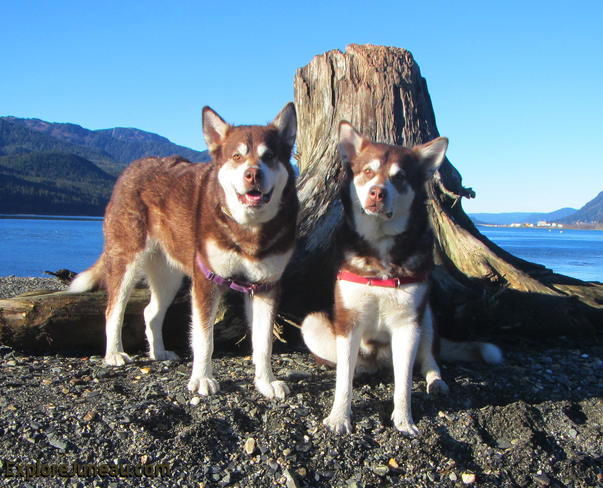 Skadi & Freya - Juneau Alaska. Thank you for your Kindness and Support! Please click 