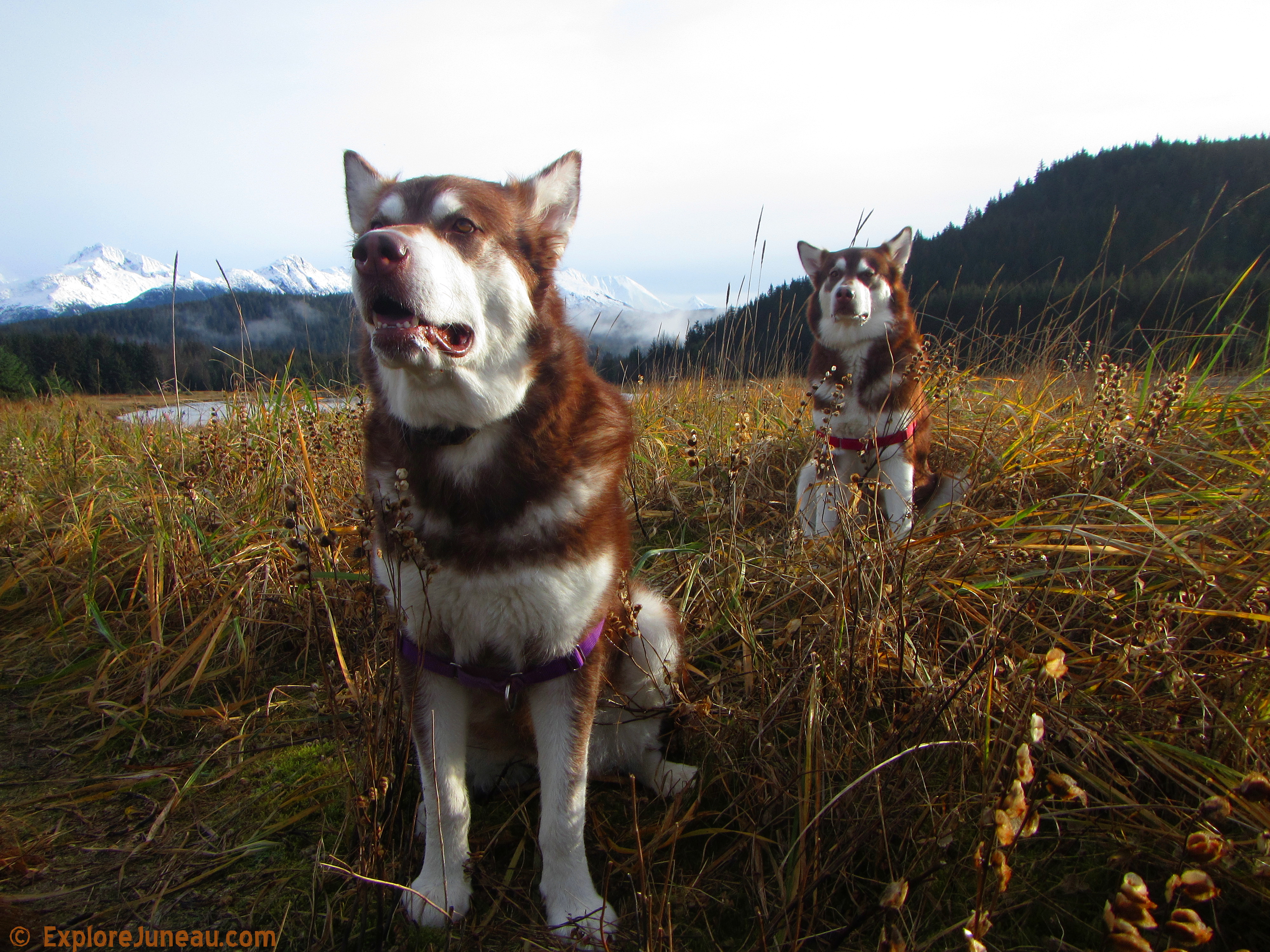 Skadi & Freya with Russell Josh Peterson at Eagle Beach, Juneau Alaska ~ Thank you for clicking 