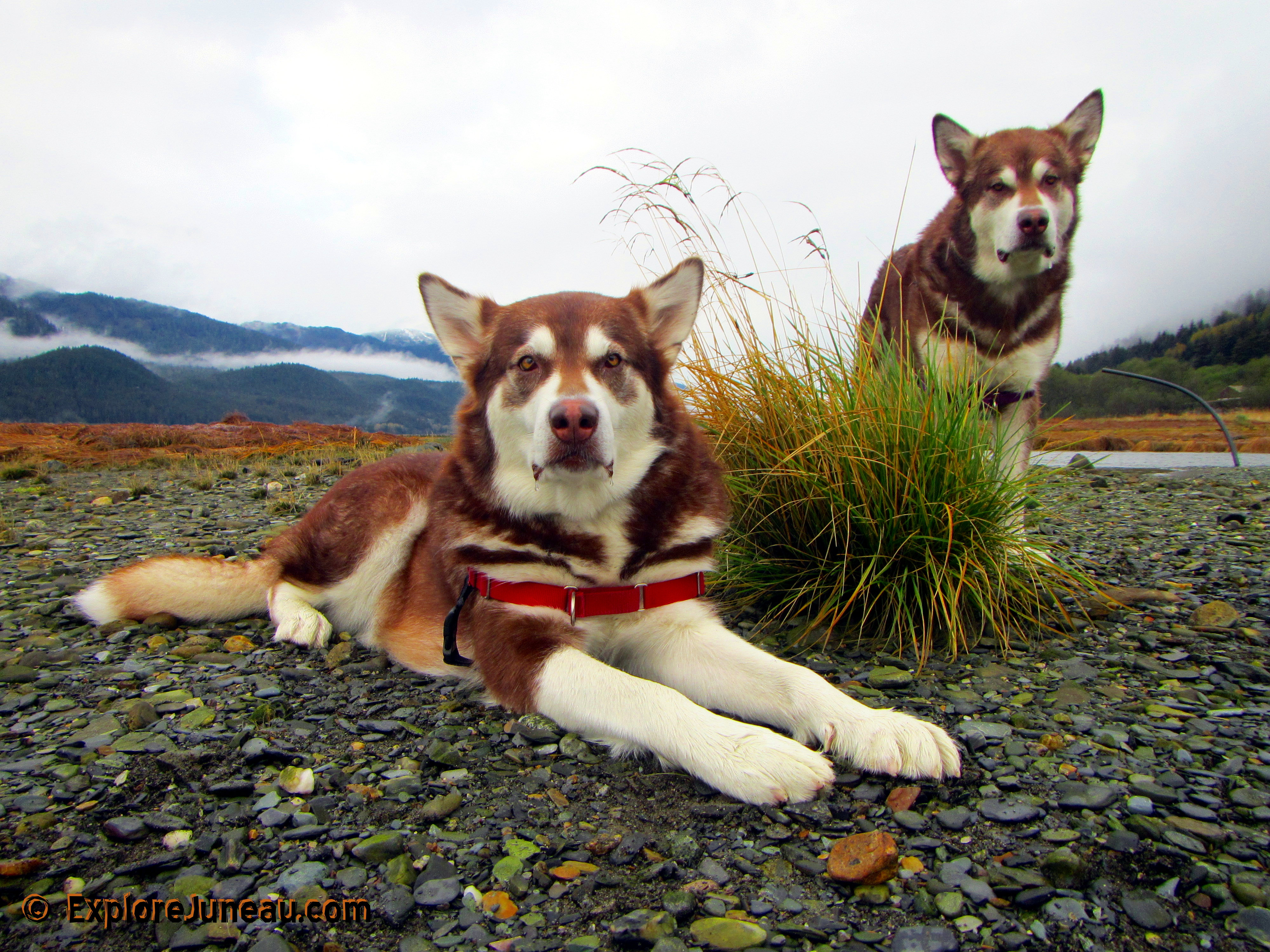 Freya (Herself) and Skadi with Russell Josh Peterson @ Sheep Creek, Juneau Alaska. Thank you for your Kindness and Support please click Like on each photo and demo reel you enjoy!