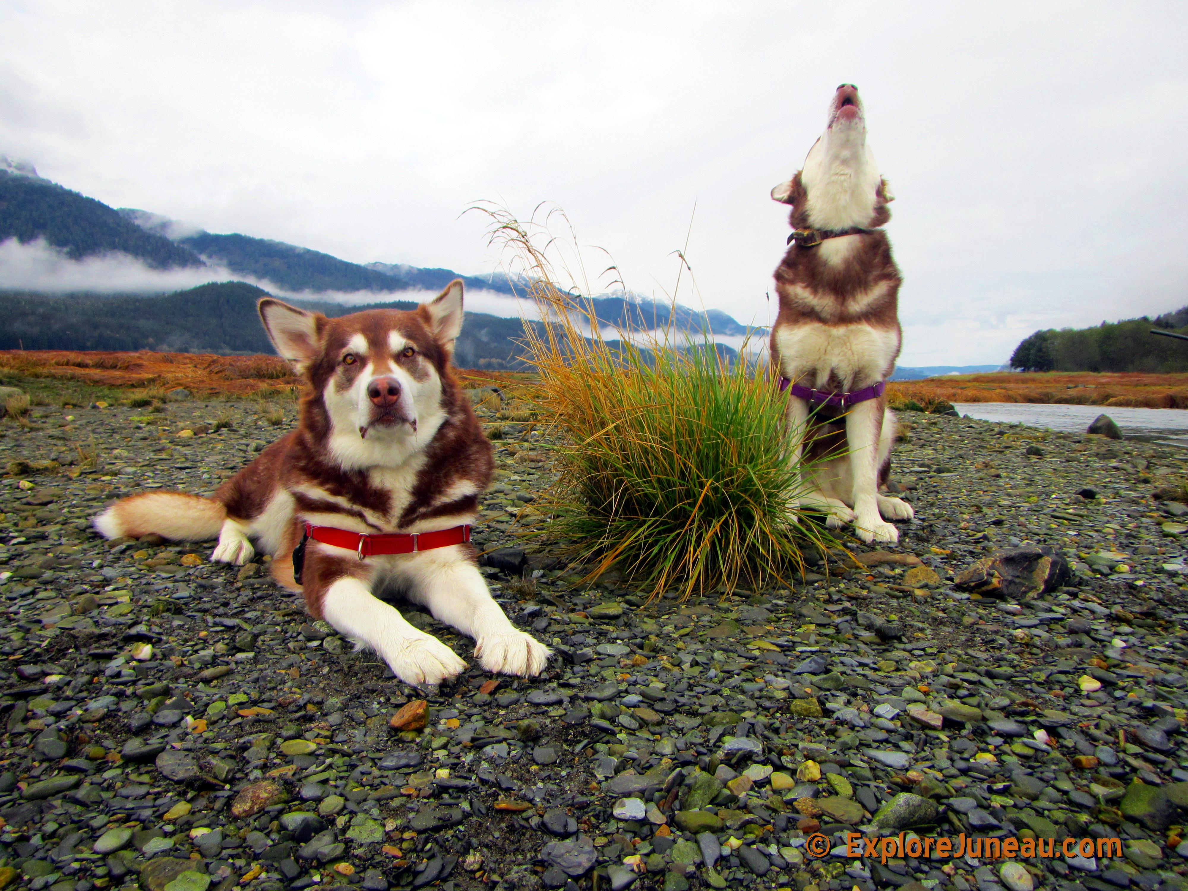 Put the WOOoo in I LOVE YOU! Freya and Skadi with Russell Josh Peterson @ Sheep Creek, Juneau Alaska. Thank you for your Kindness and Support please click Like on each photo and demo reel you enjoy!