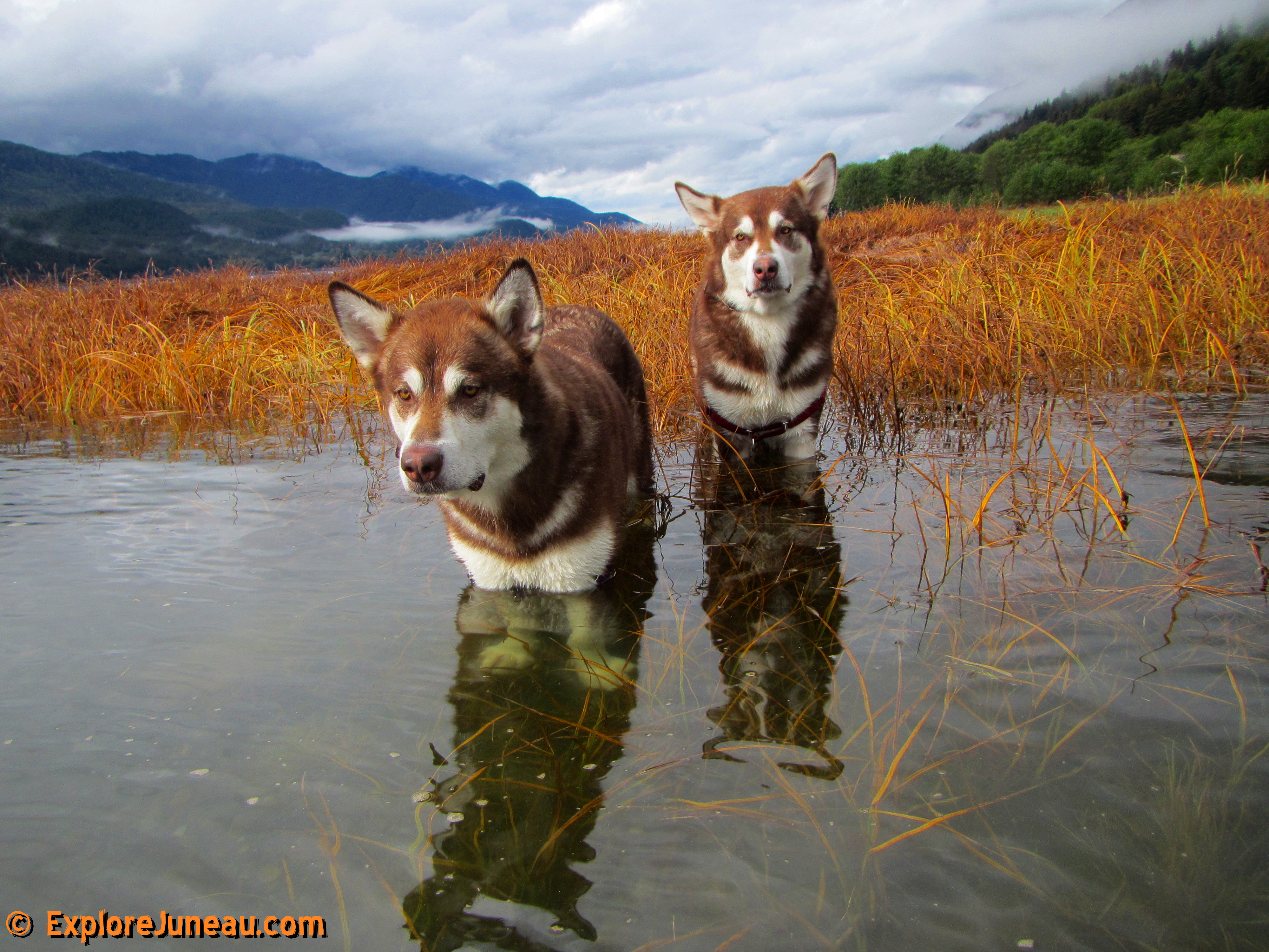 Skadi and Freya @ Sheep Creek Juneau Alaska with Russell Josh Peterson. Click to the right > (or left) of each photo for more and please click Like on each you Enjoy! Thank you for your kindness and support.