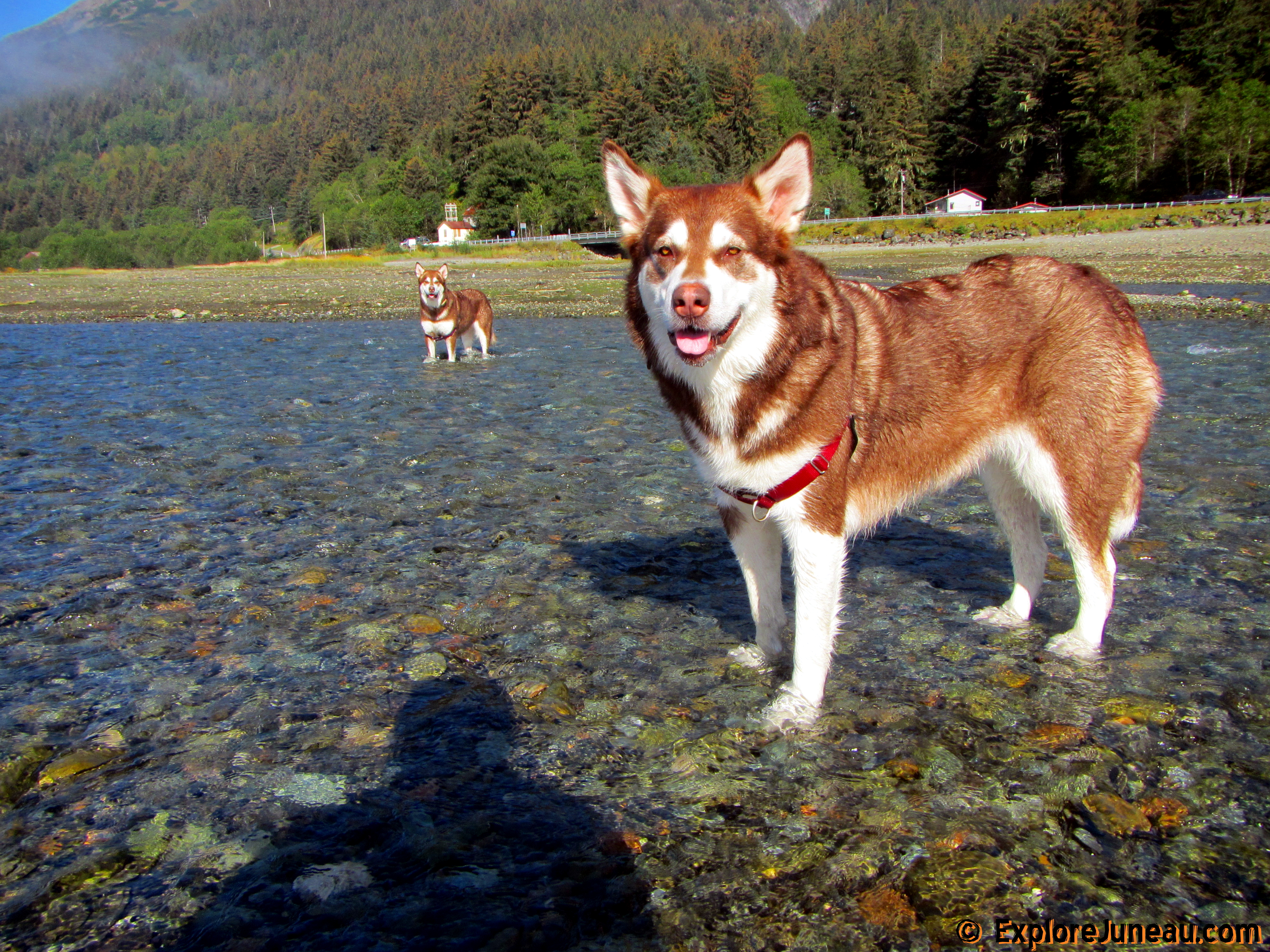 Freya and Skadi @ Sheep Creek Juneau Alaska with Russell Josh Peterson right on photo for more and please click 