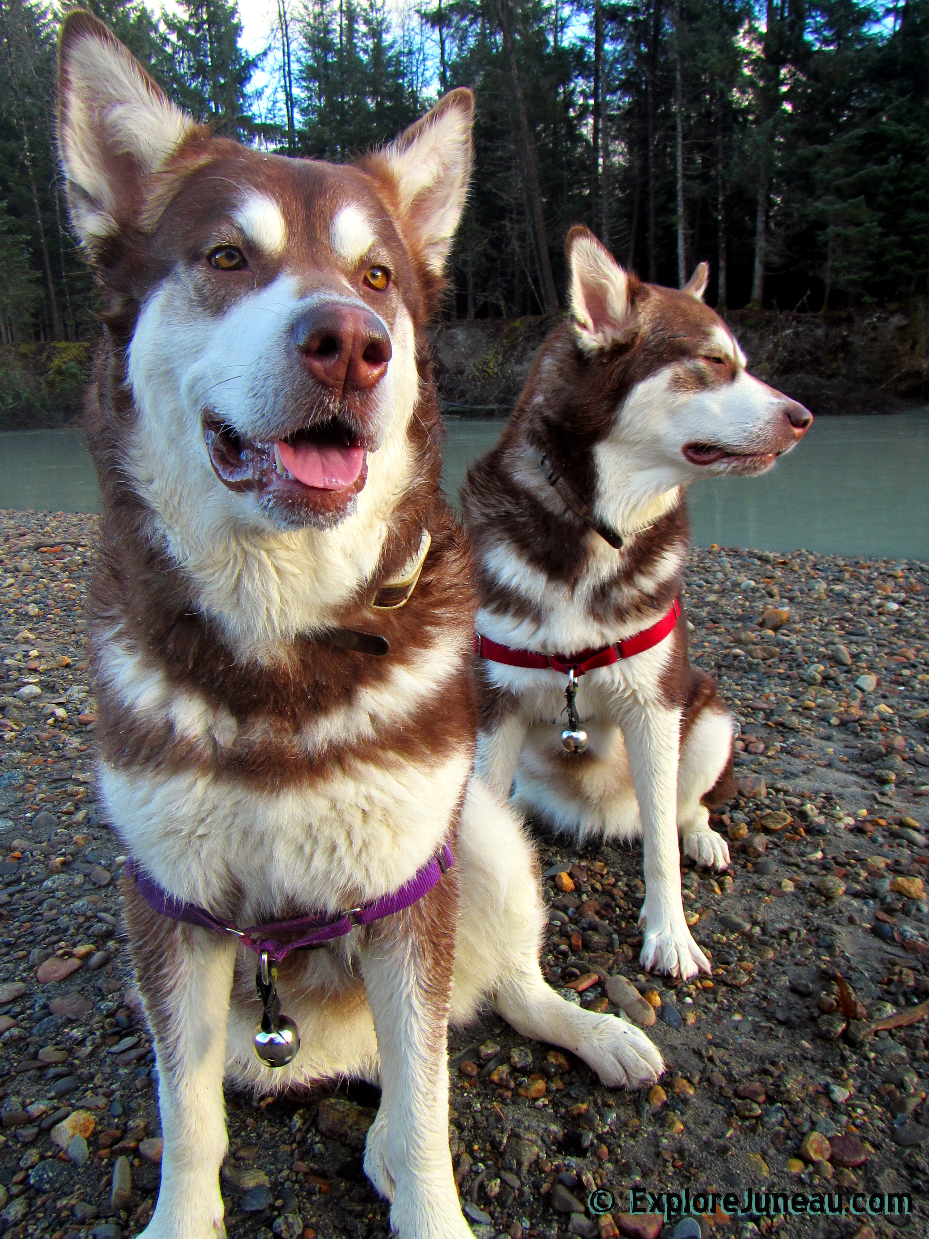 Brotherhood Bridge Alaska ~ Long Shadows of Fall :: Thank you for your Kindness and Support. Russ, Skadi & Freya My favorite thing: Playing in the woods with my two best friends us three all side by next to in the world together, and in Love
