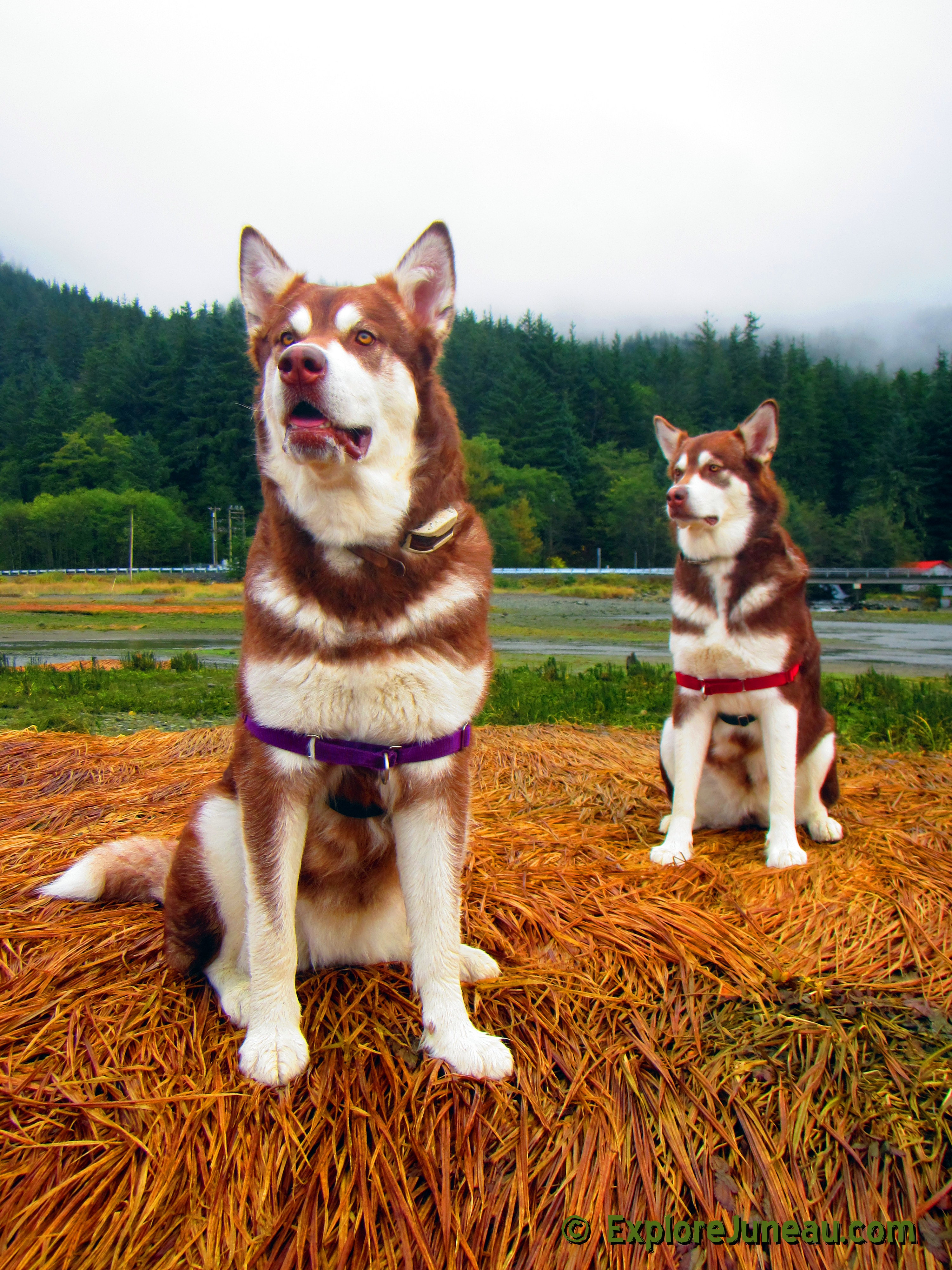 Skadi & Freya : 24 Months and 130lbs : Giant Red Alaskan Malamute : 