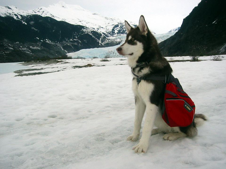 Freya - 6 Months Old at Mendenhall Glacier [Click LIKE on this Photo!] Please enjoy her (their) Photos and Click LIKE on (all)your Favorites!! Wearing 
