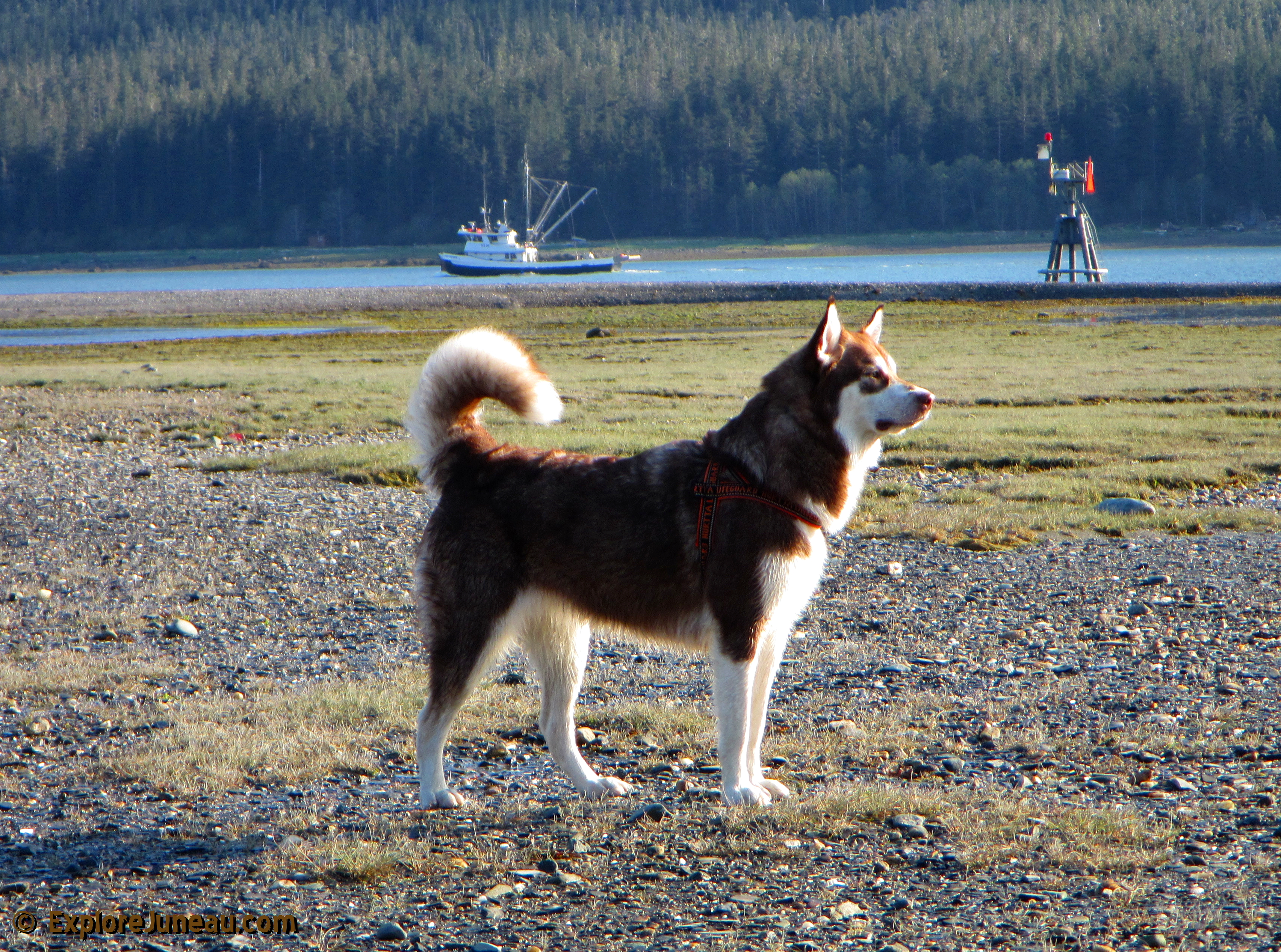 Freya : 19 Months and 130lbs : Giant Red Alaskan Malamute : 