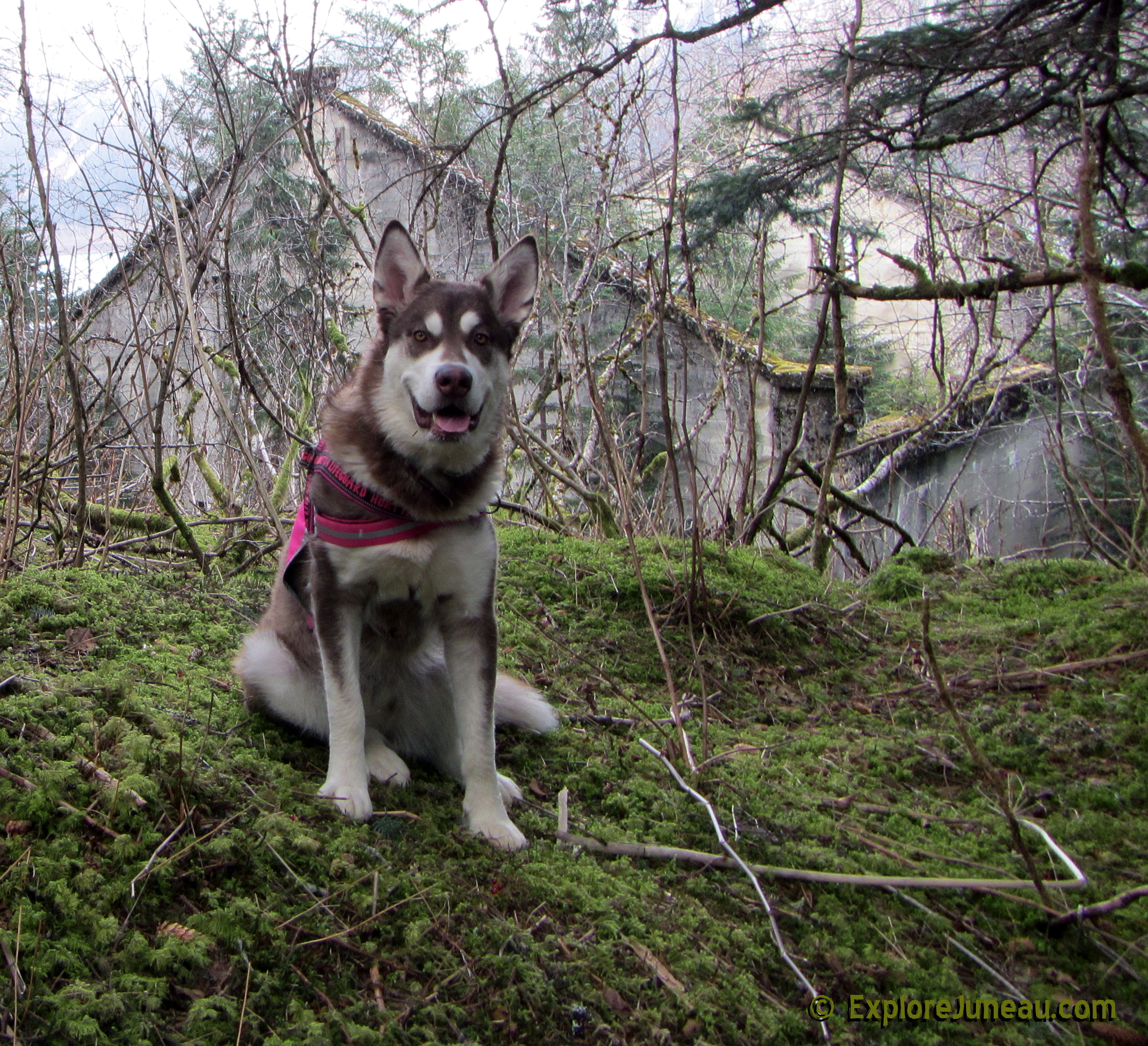 Skadi : 16 Months and 125lbs : Giant Red Alaskan Malamute : 