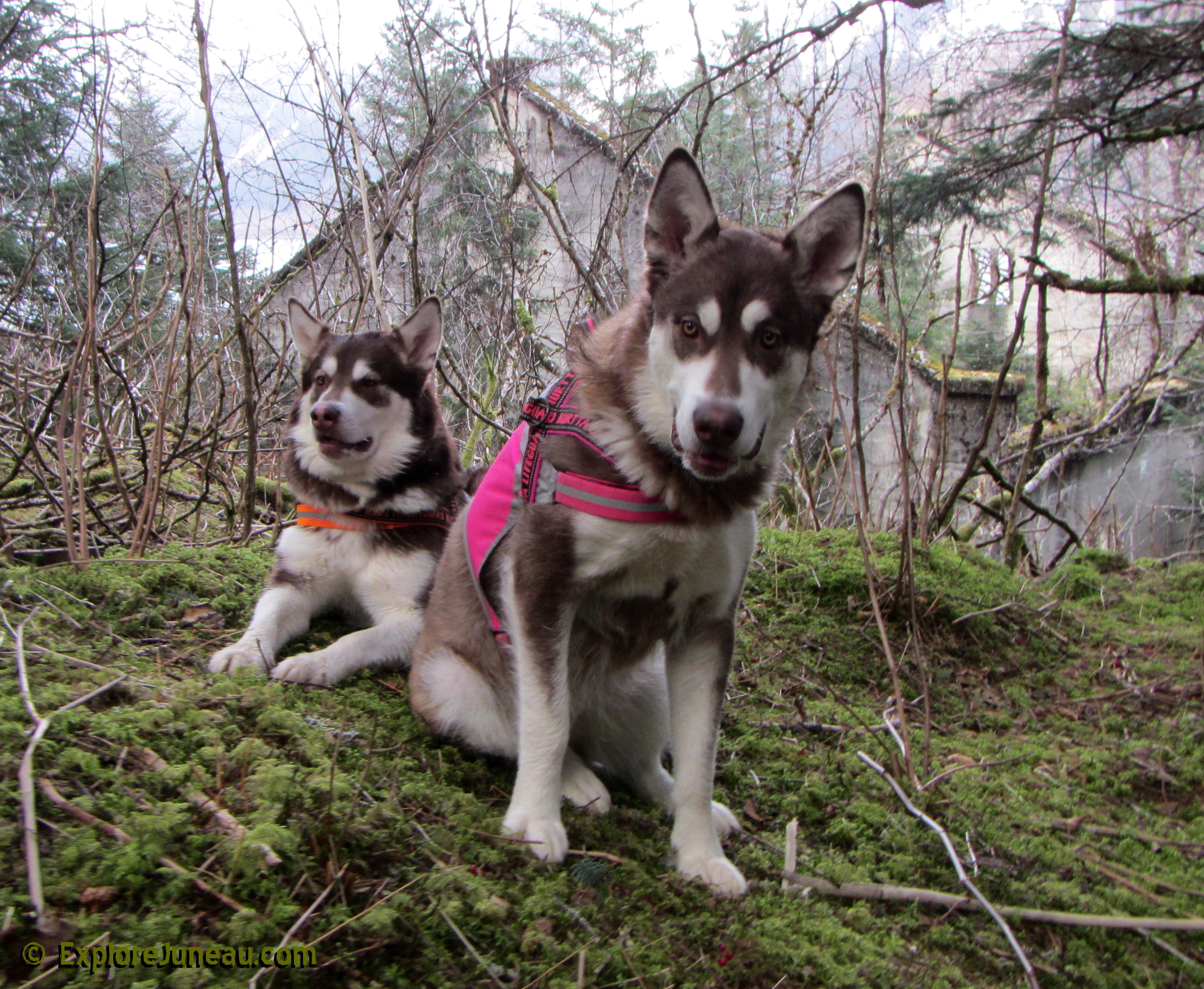 Skadi & Freya : 16 Months and 125lbs : Giant Red Alaskan Malamute : 
