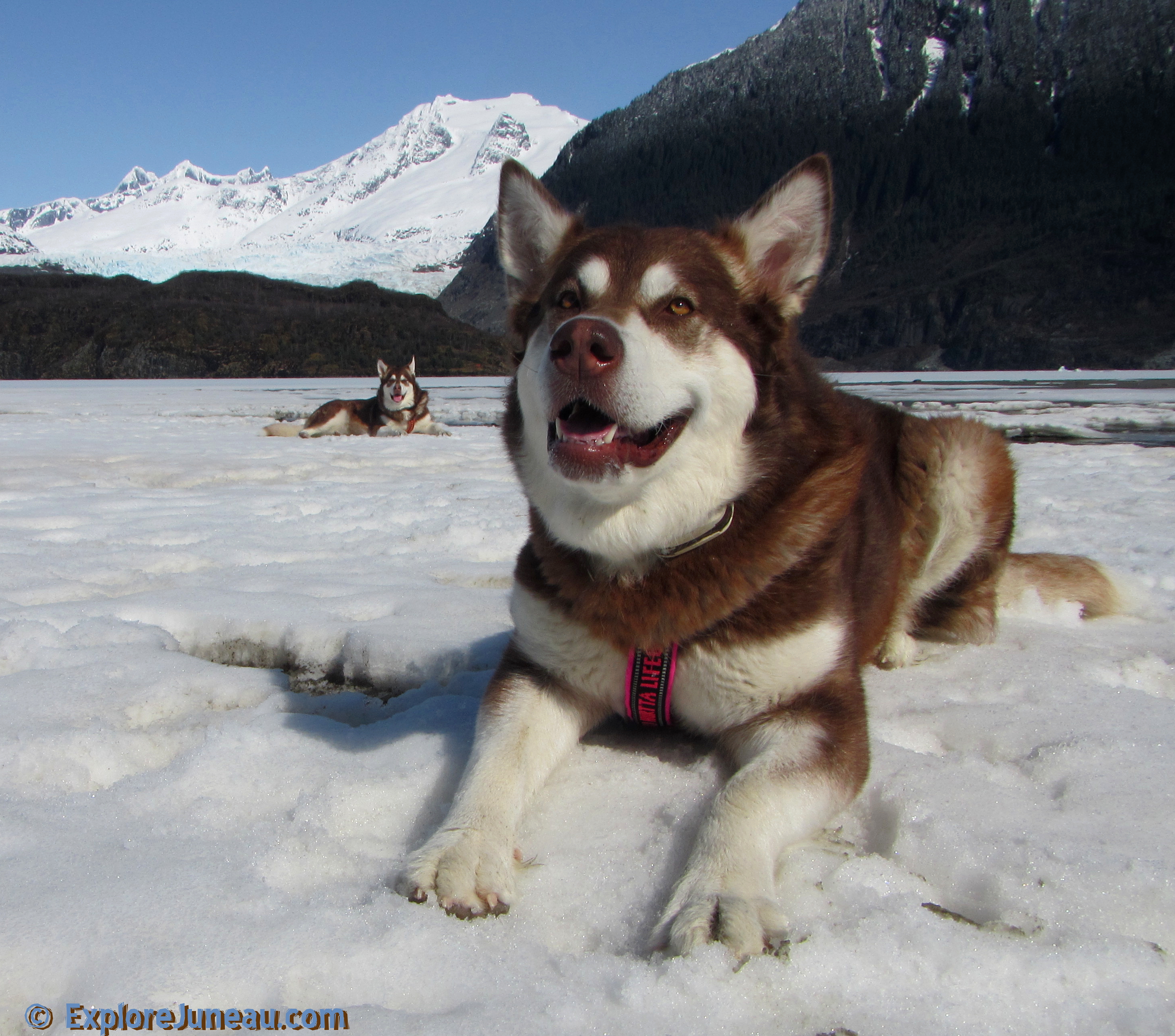 Skadi and Freya at Mendenhall Glacier with Russell Josh Peterson thank you for your kindness, support and for clicking 