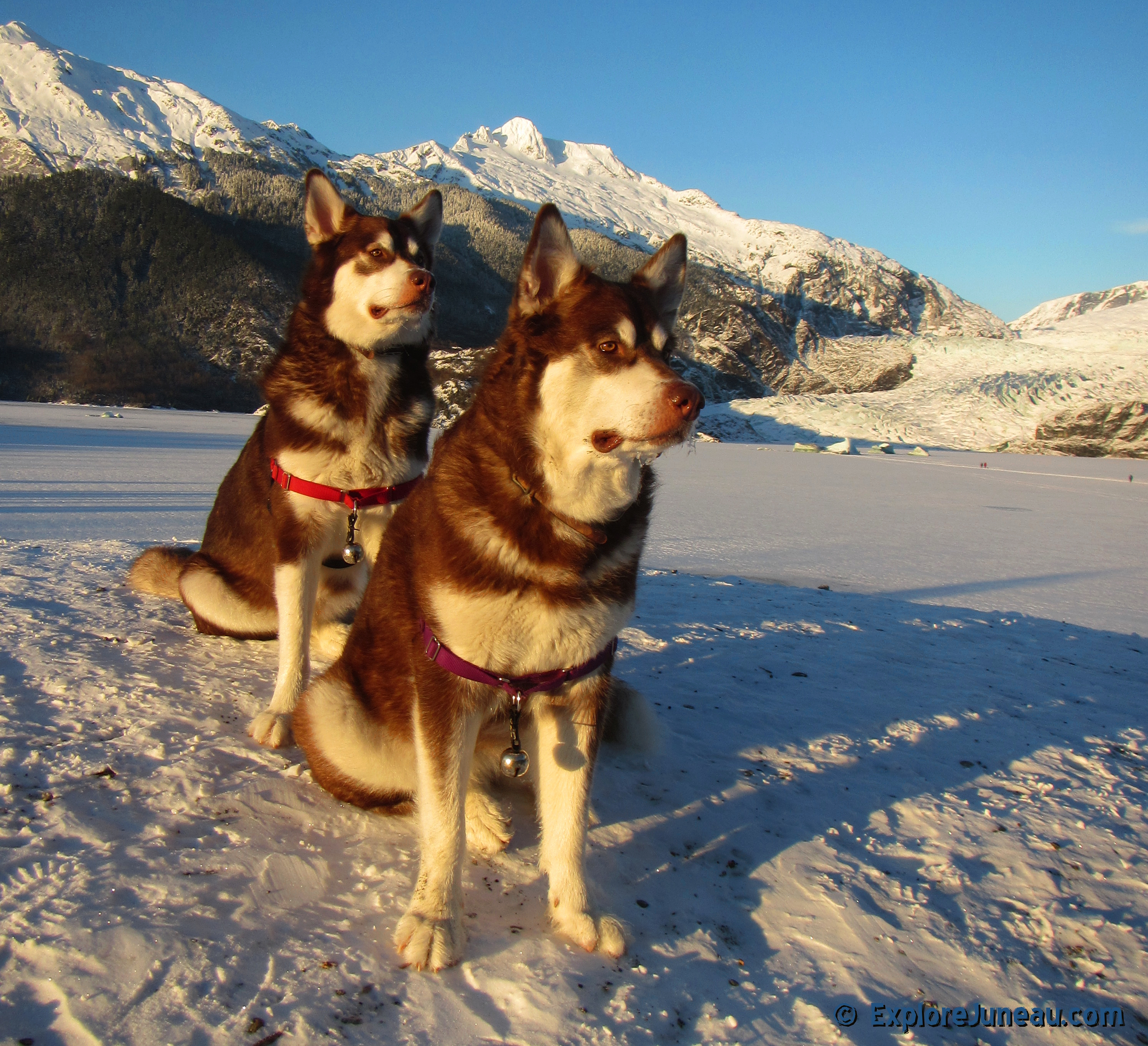 Skadi & Freya : Giant Red Alaskan Malamute : 