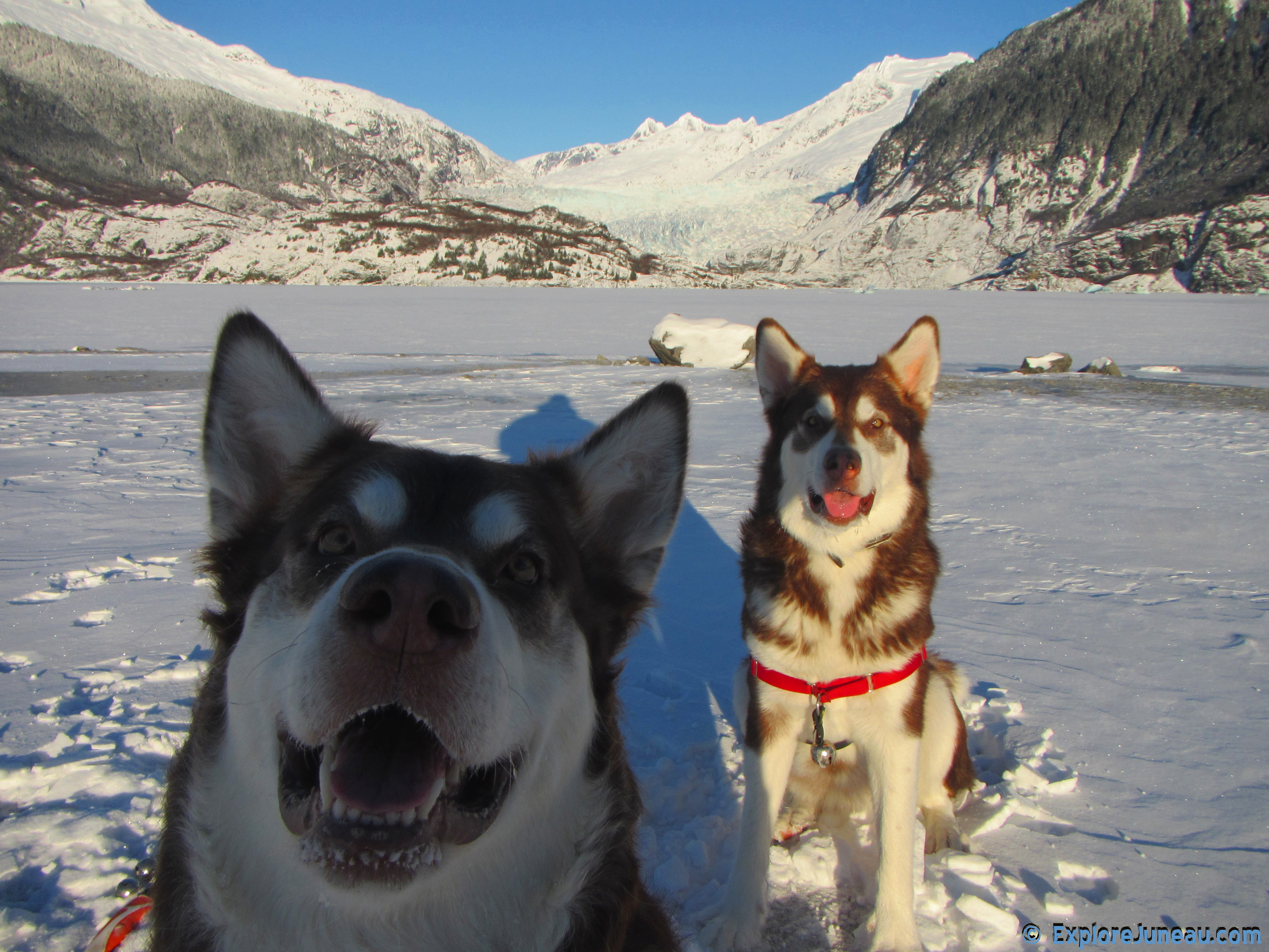 Skadi & Freya : Giant Red Alaskan Malamute : 