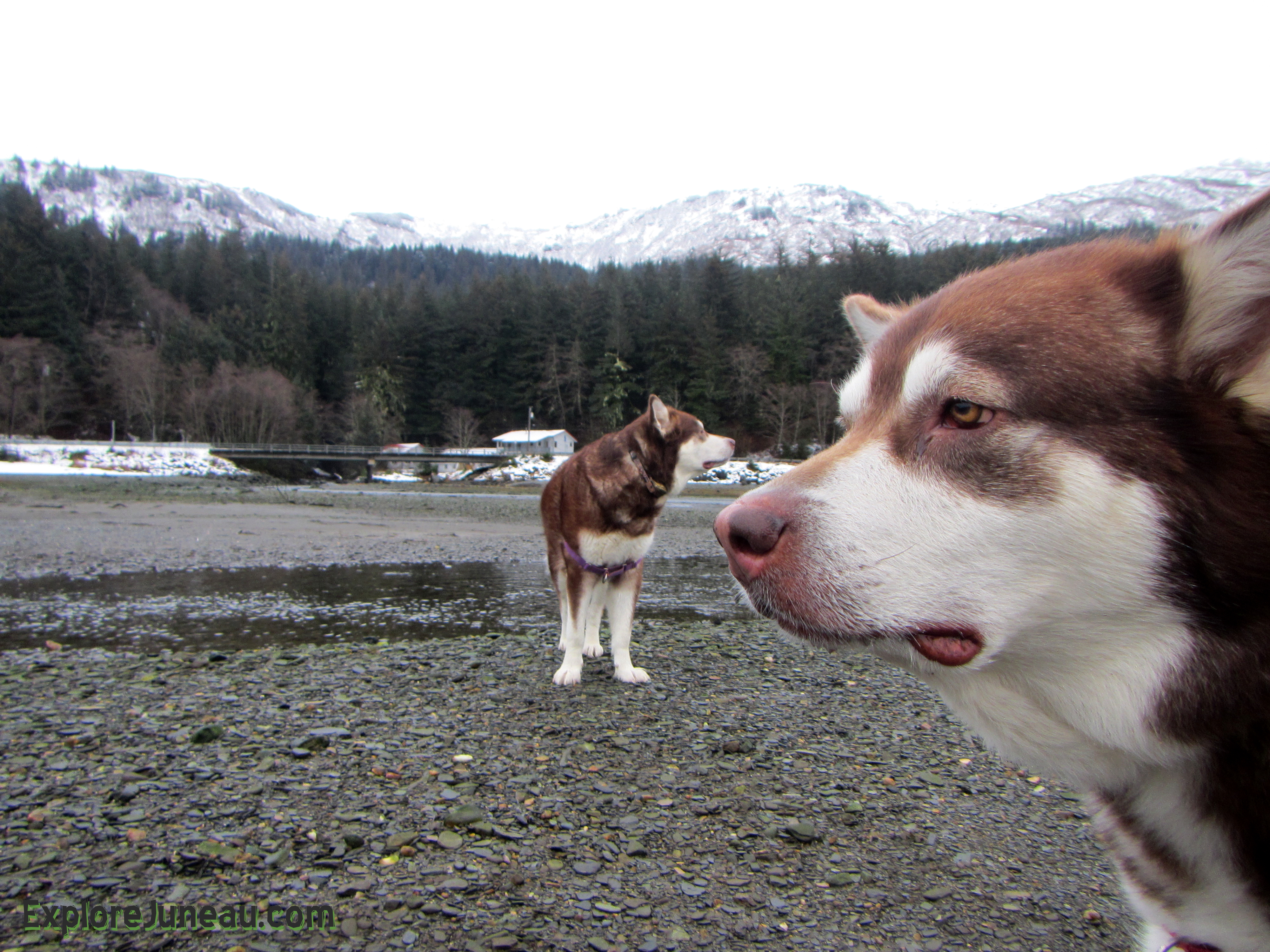 Skadi & Freya with Russell Josh Peterson @ Sheep Creek, Juneau, Alaska 2015